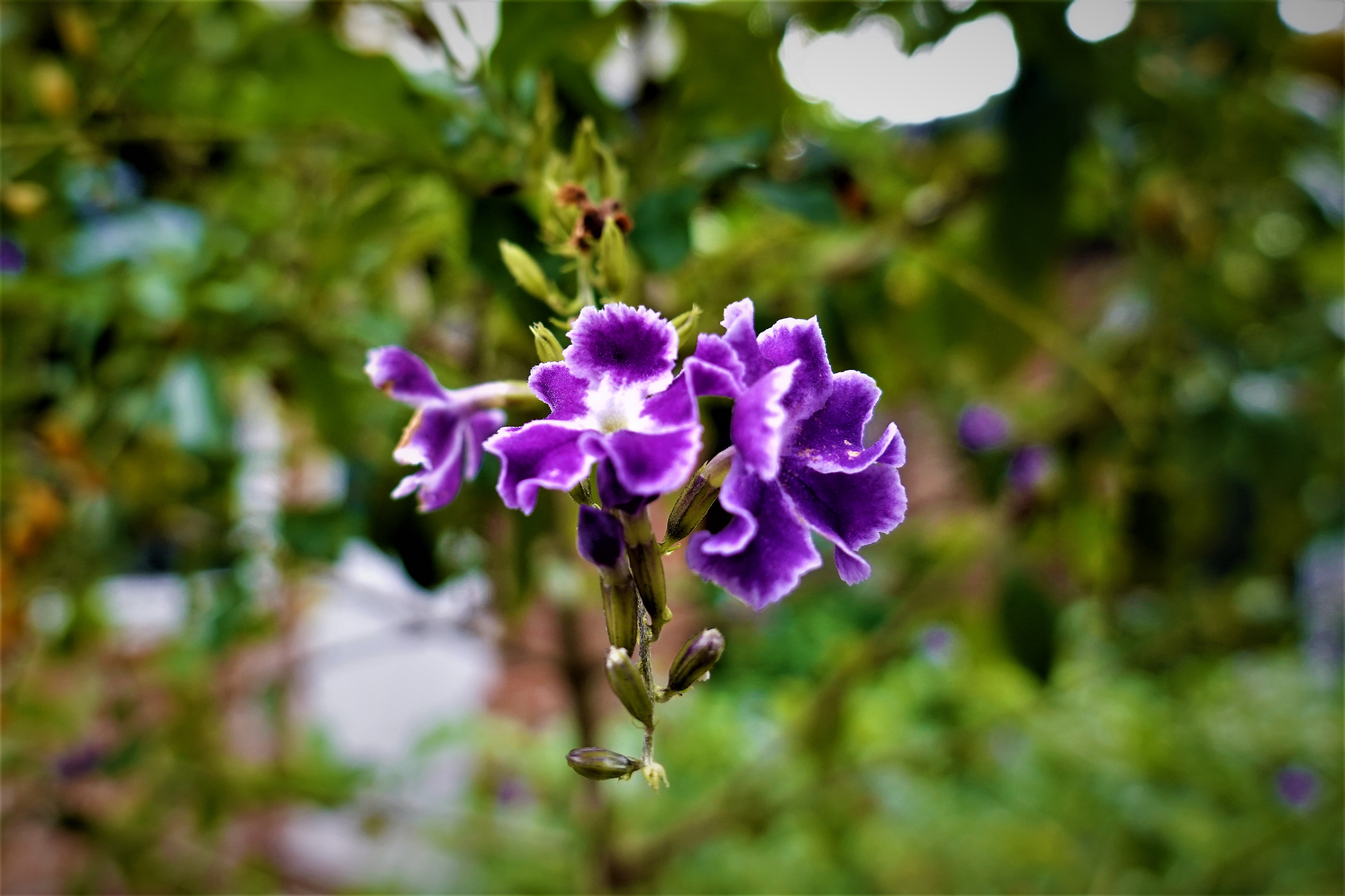 20211104@石牛山(小百岳#25)：蕾絲金露花