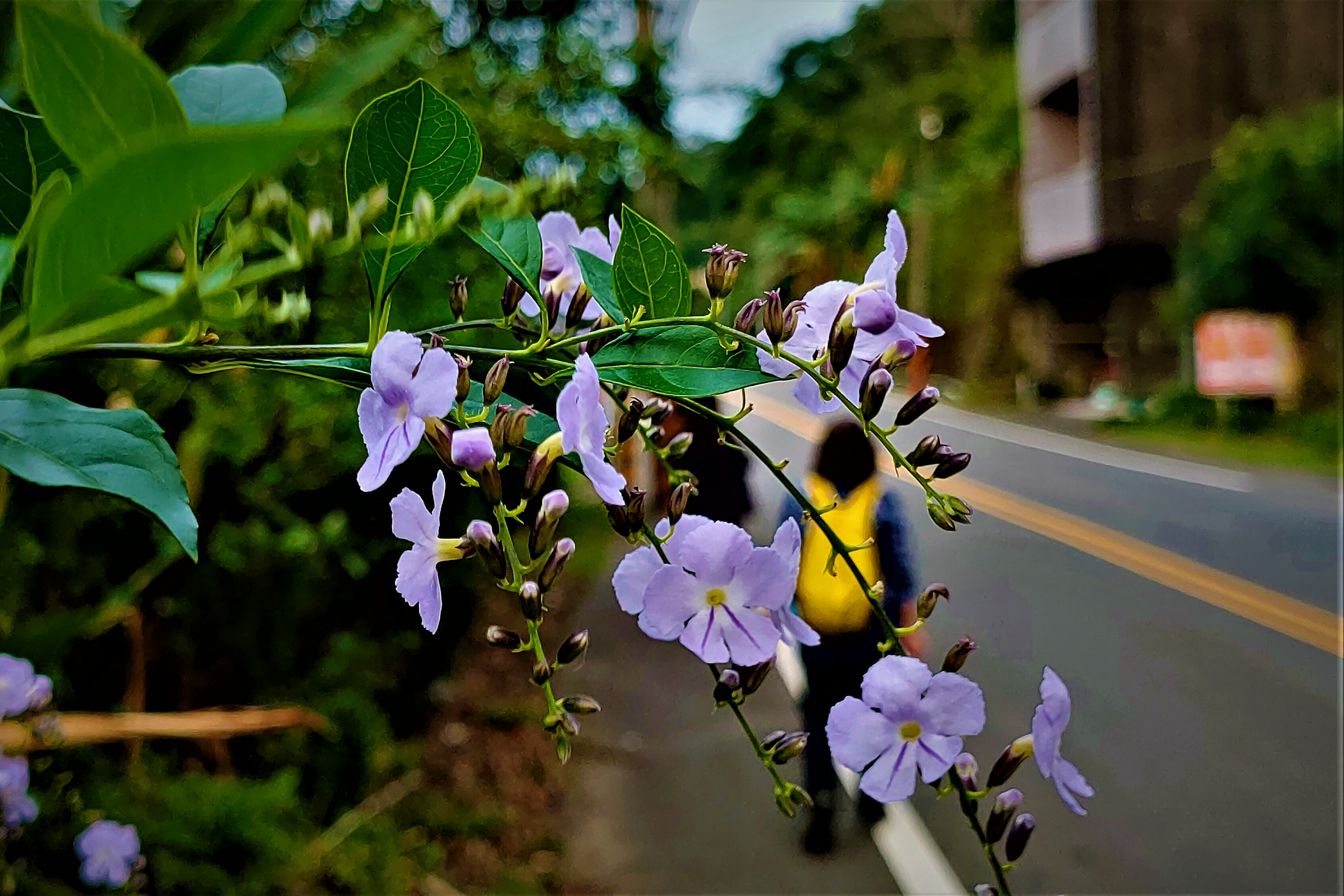 20211104@石牛山(小百岳#25)：金露花