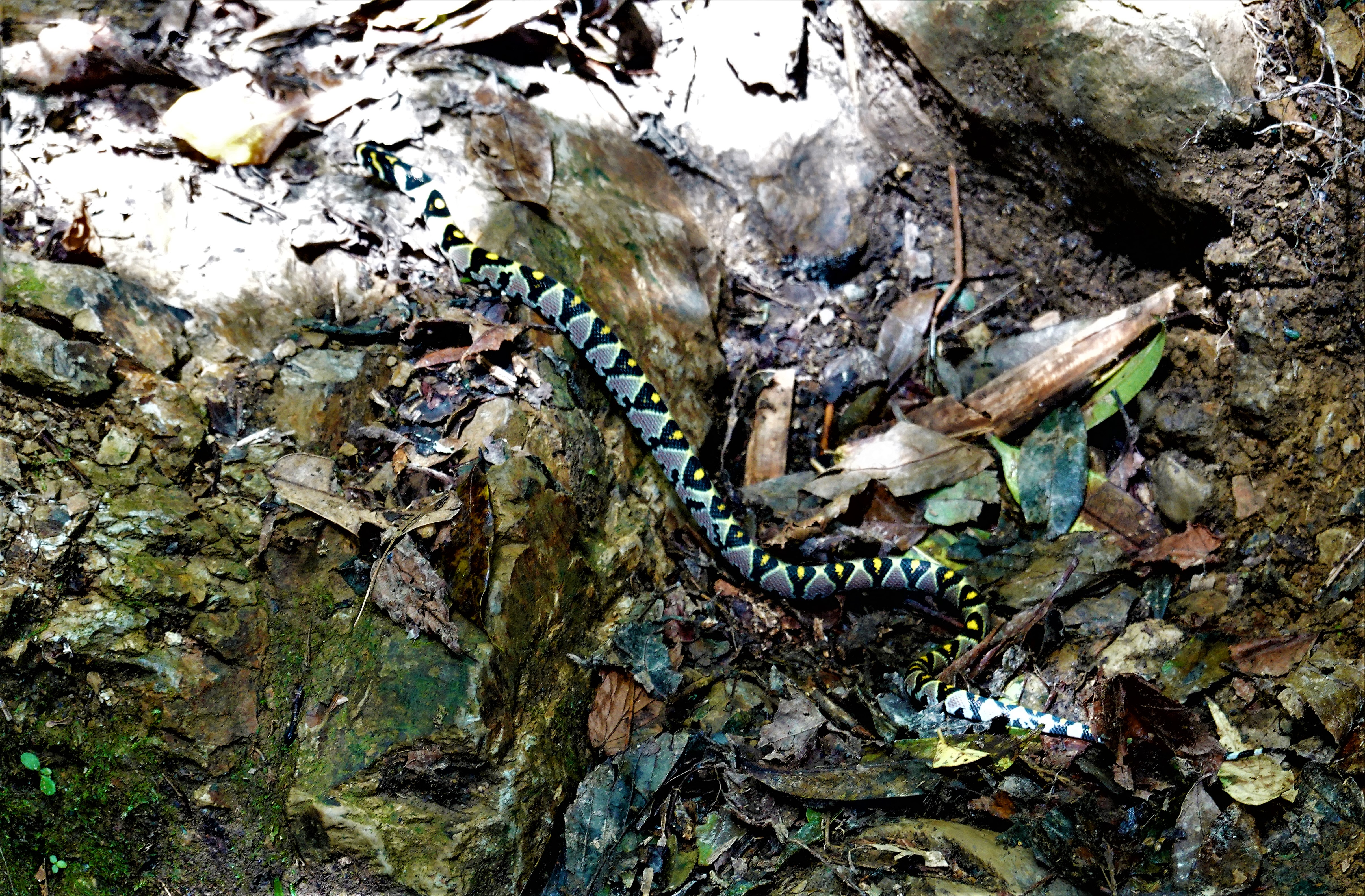 20211105@李崠山(小百岳#28)：玉斑錦蛇