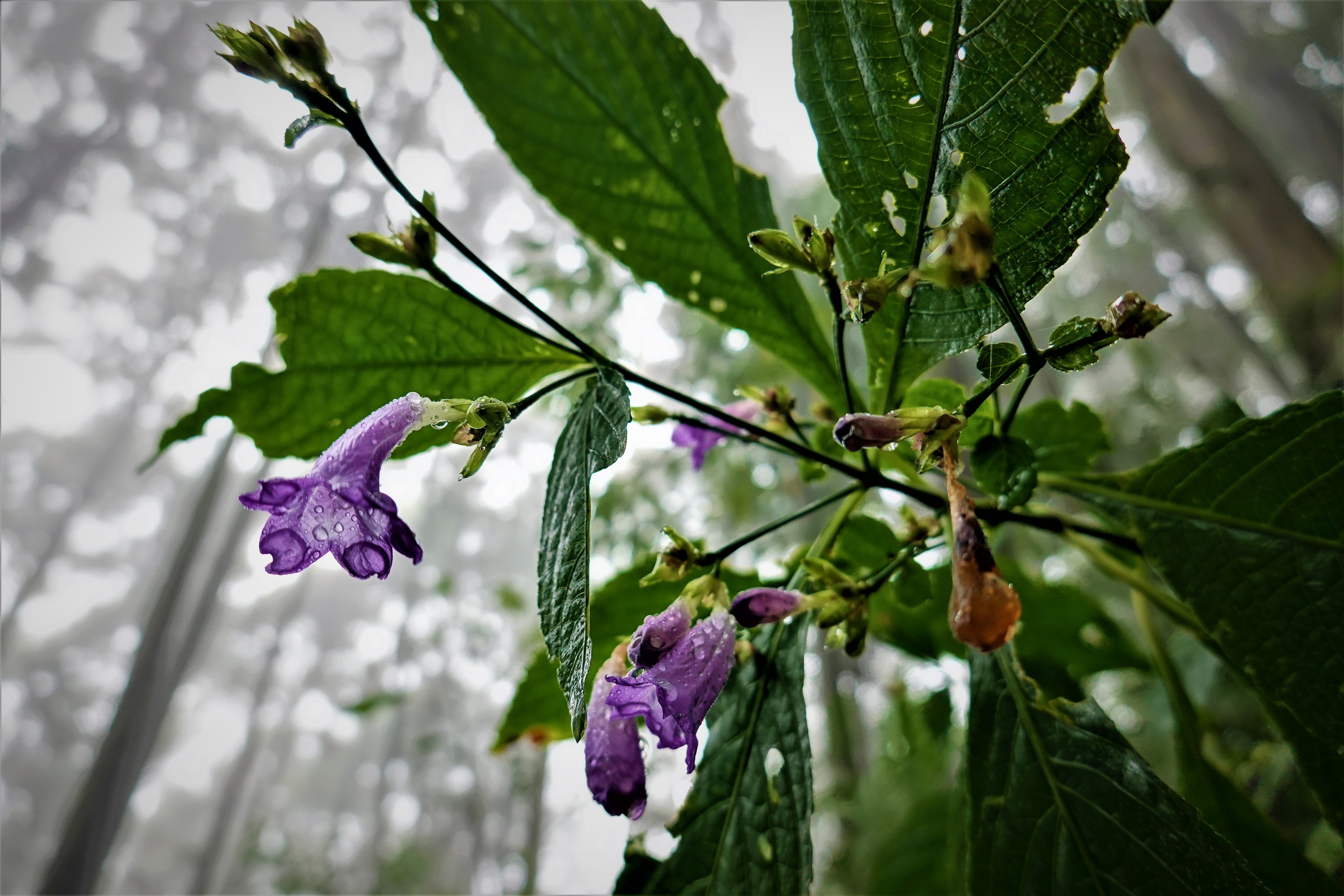 20211108@向天湖山(小百岳#32)：馬藍