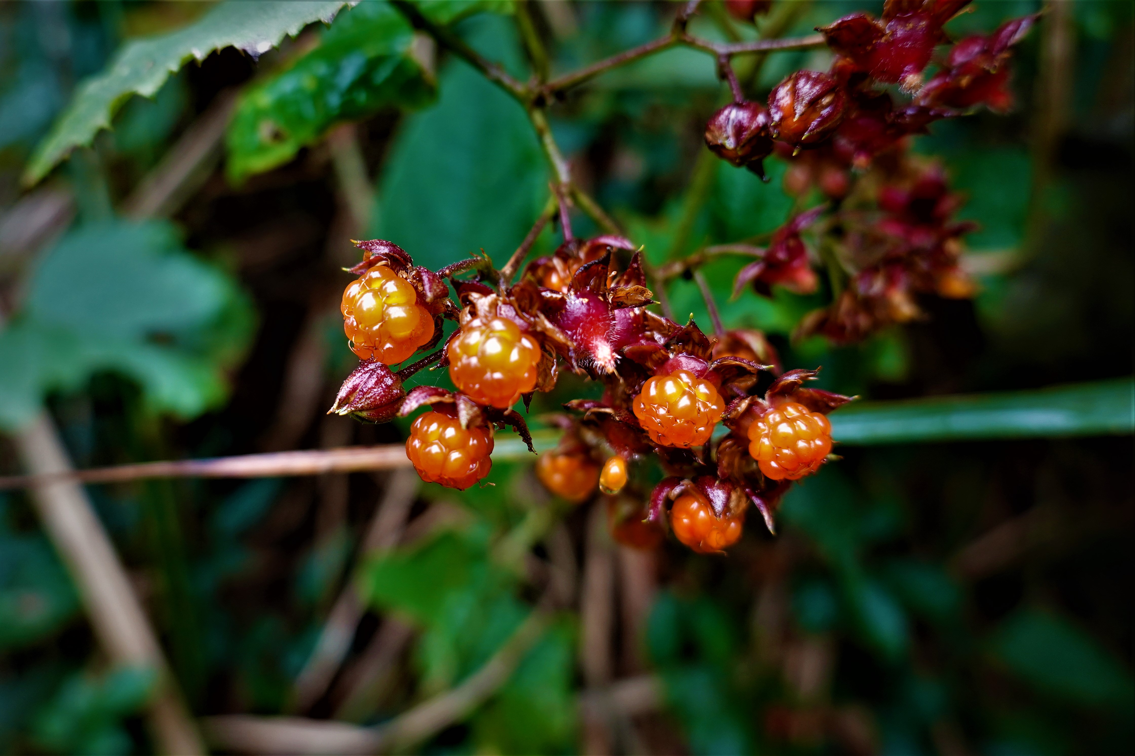 20211109@鵝公髻山(小百岳#31)：台灣懸鉤子
