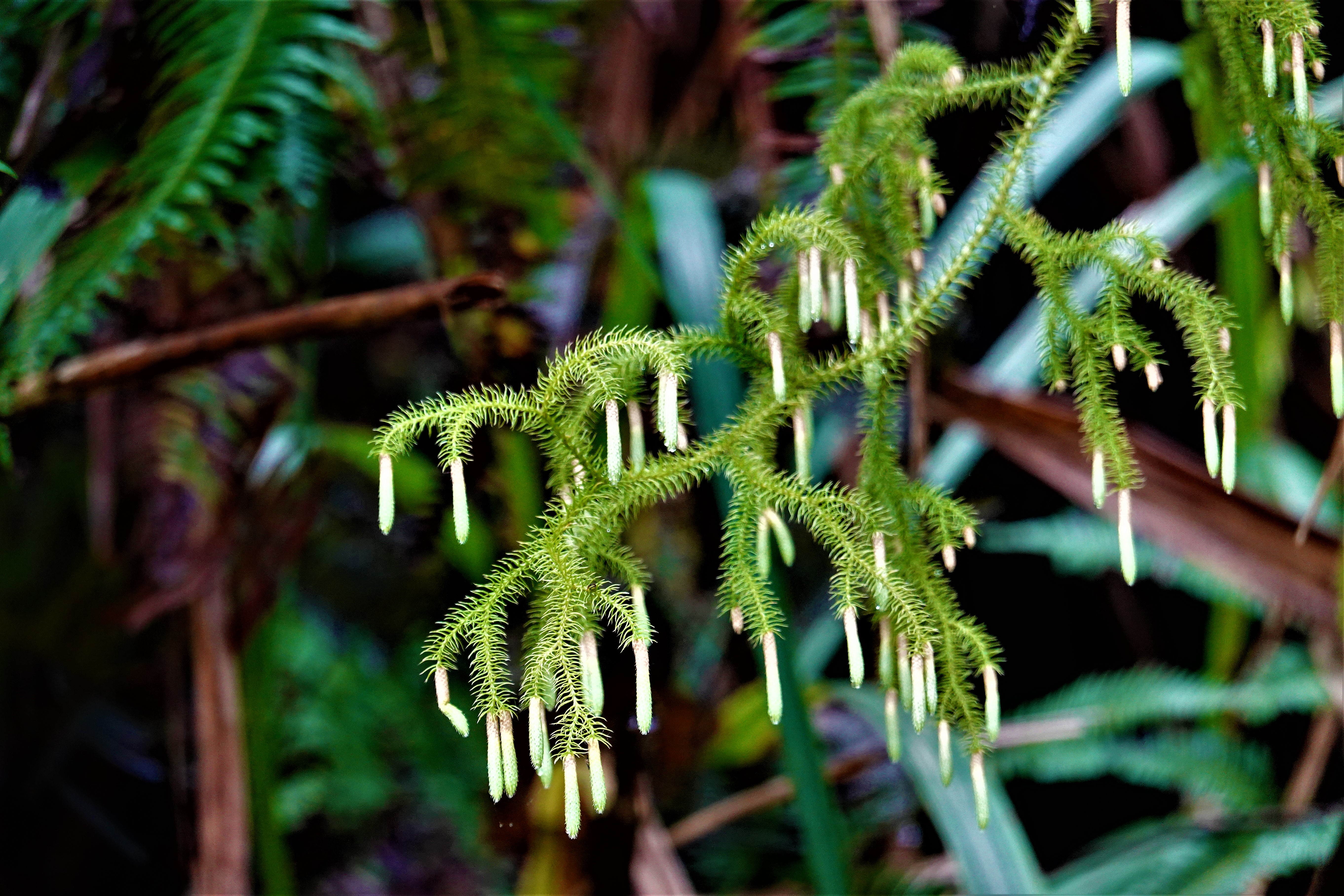 20211109@鵝公髻山(小百岳#31)：過山龍