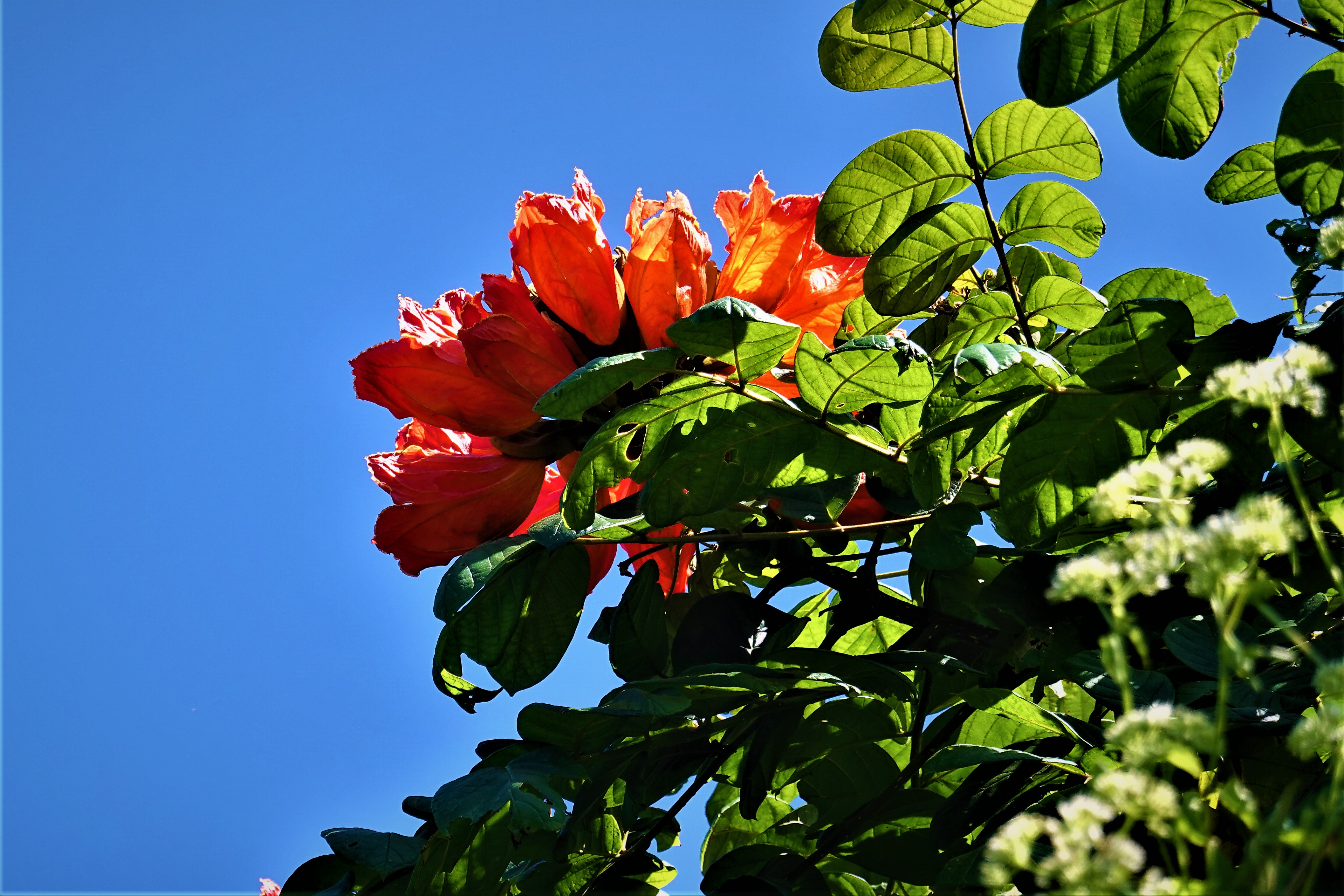 20211116@刣牛湖山(小百岳#70)：煙火樹