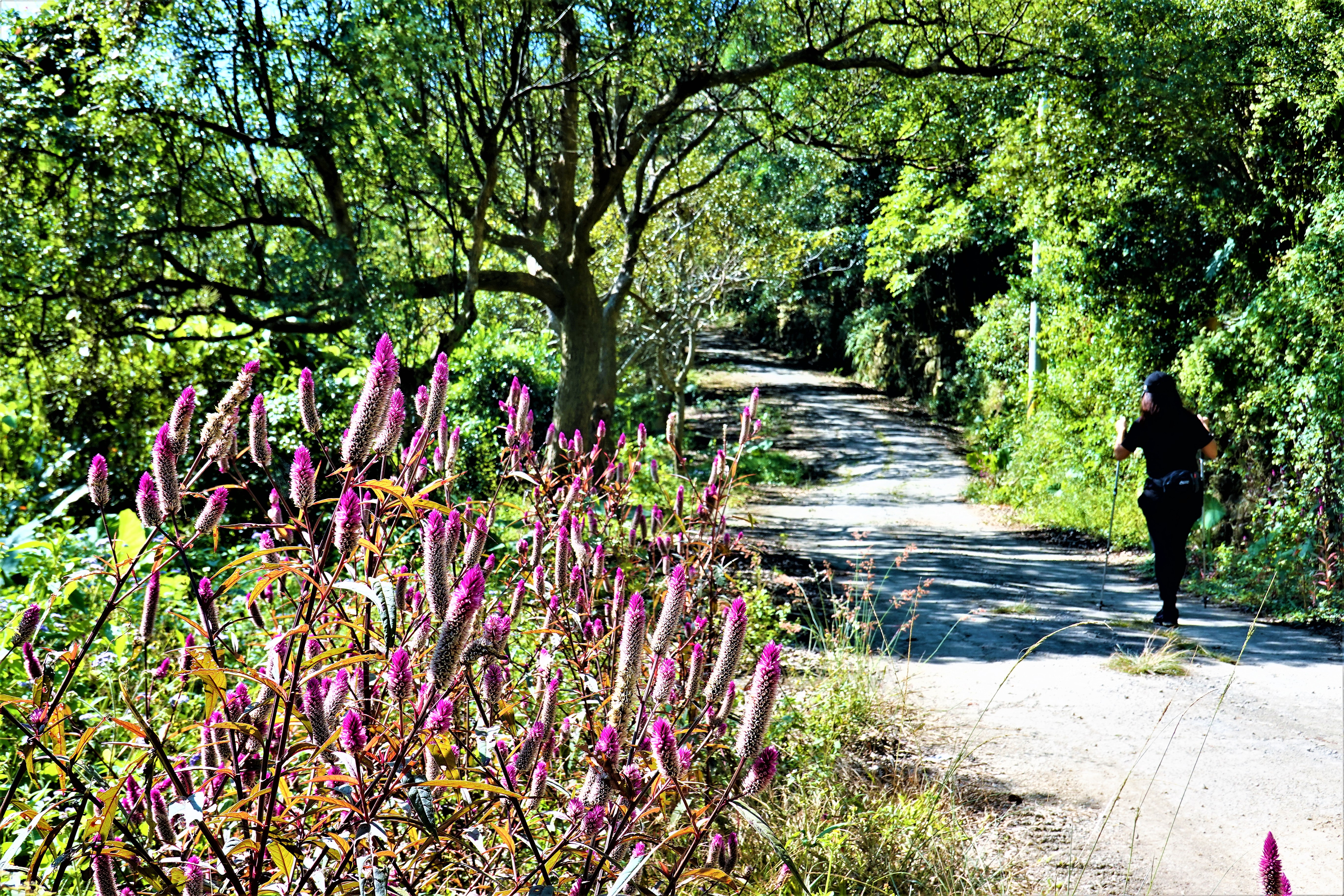 20211116@刣牛湖山(小百岳#70)：青葙