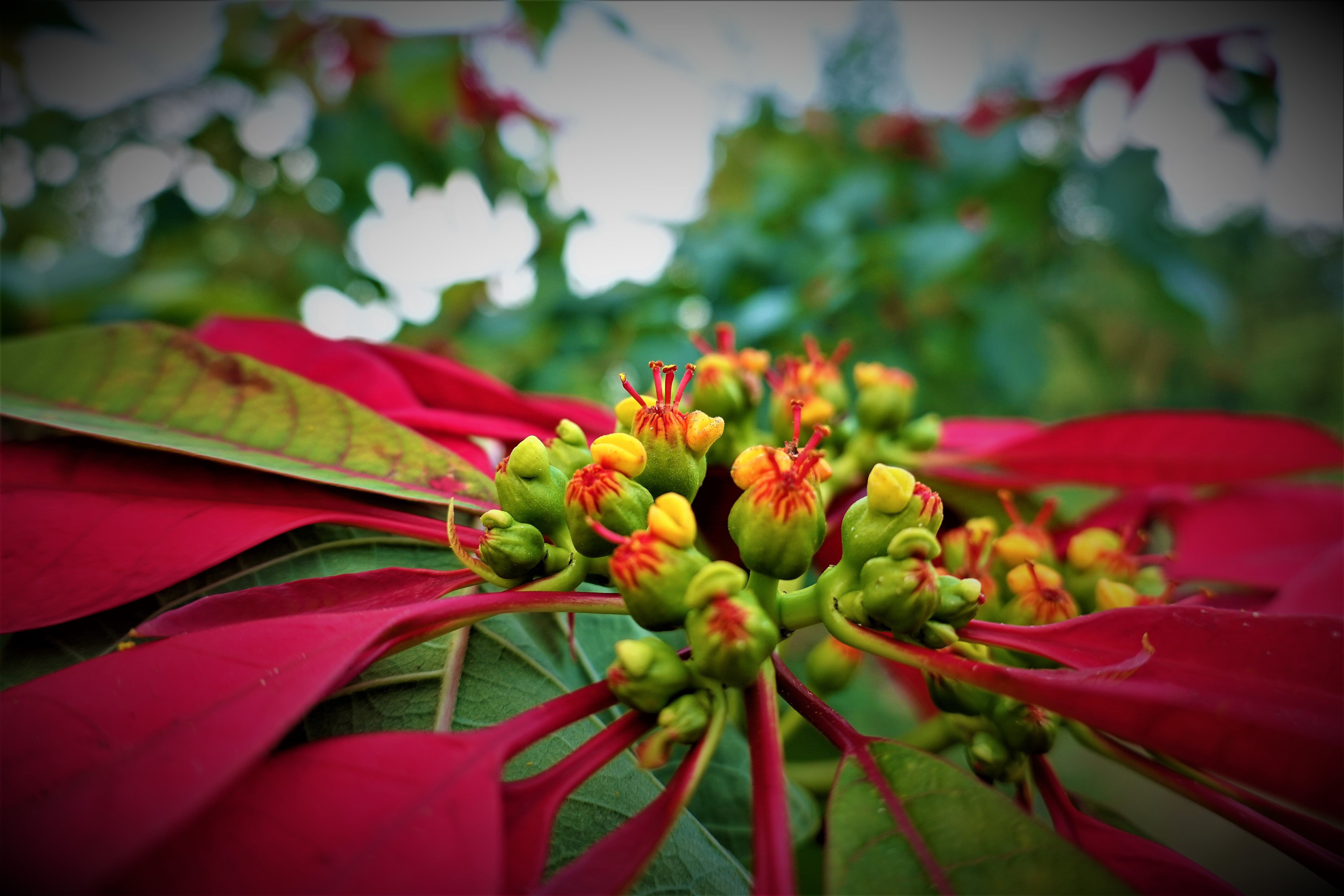 20211116@竹子尖山(小百岳#67)：聖誔紅