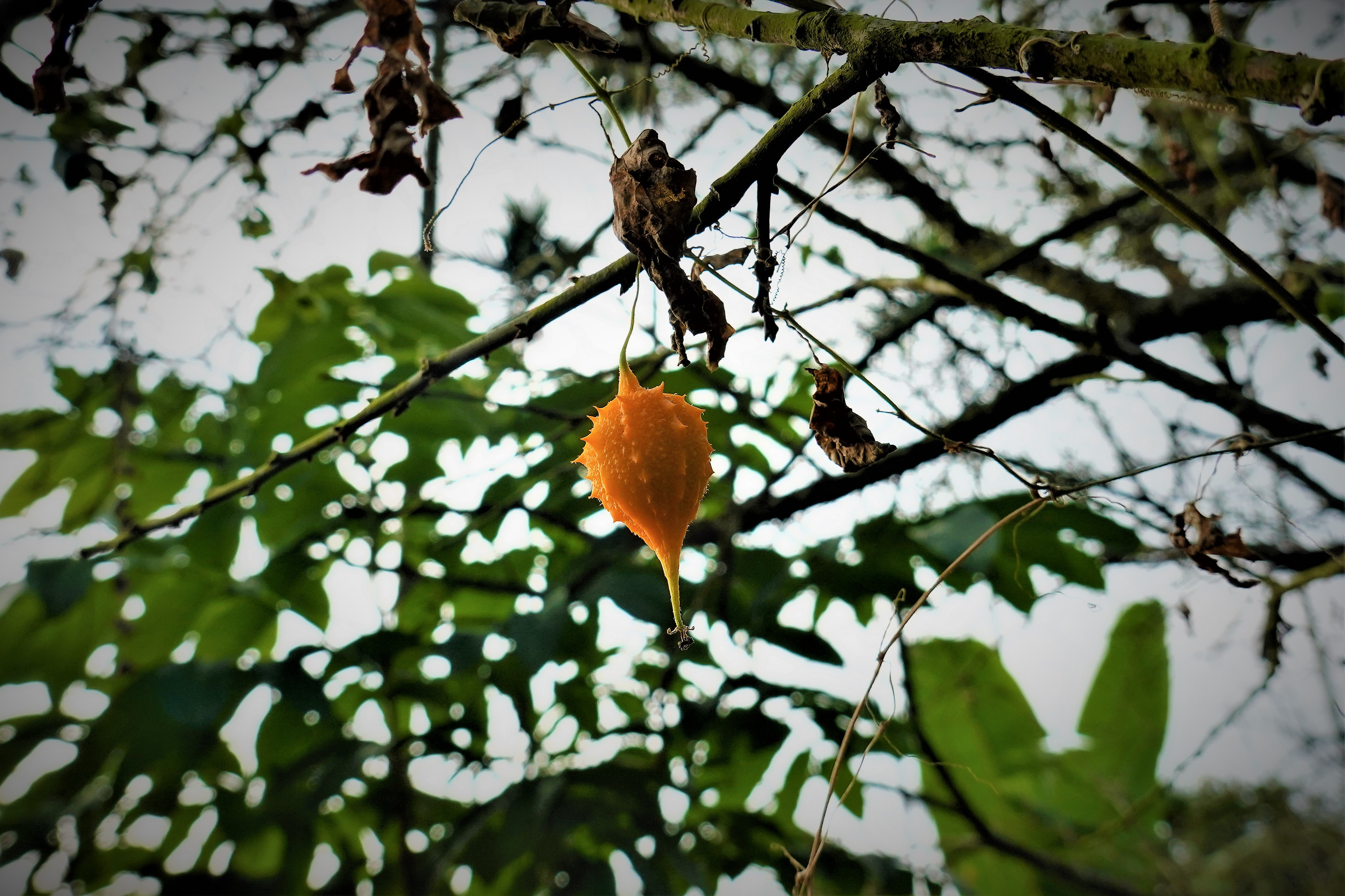 20211116@竹子尖山(小百岳#67)：山苦瓜