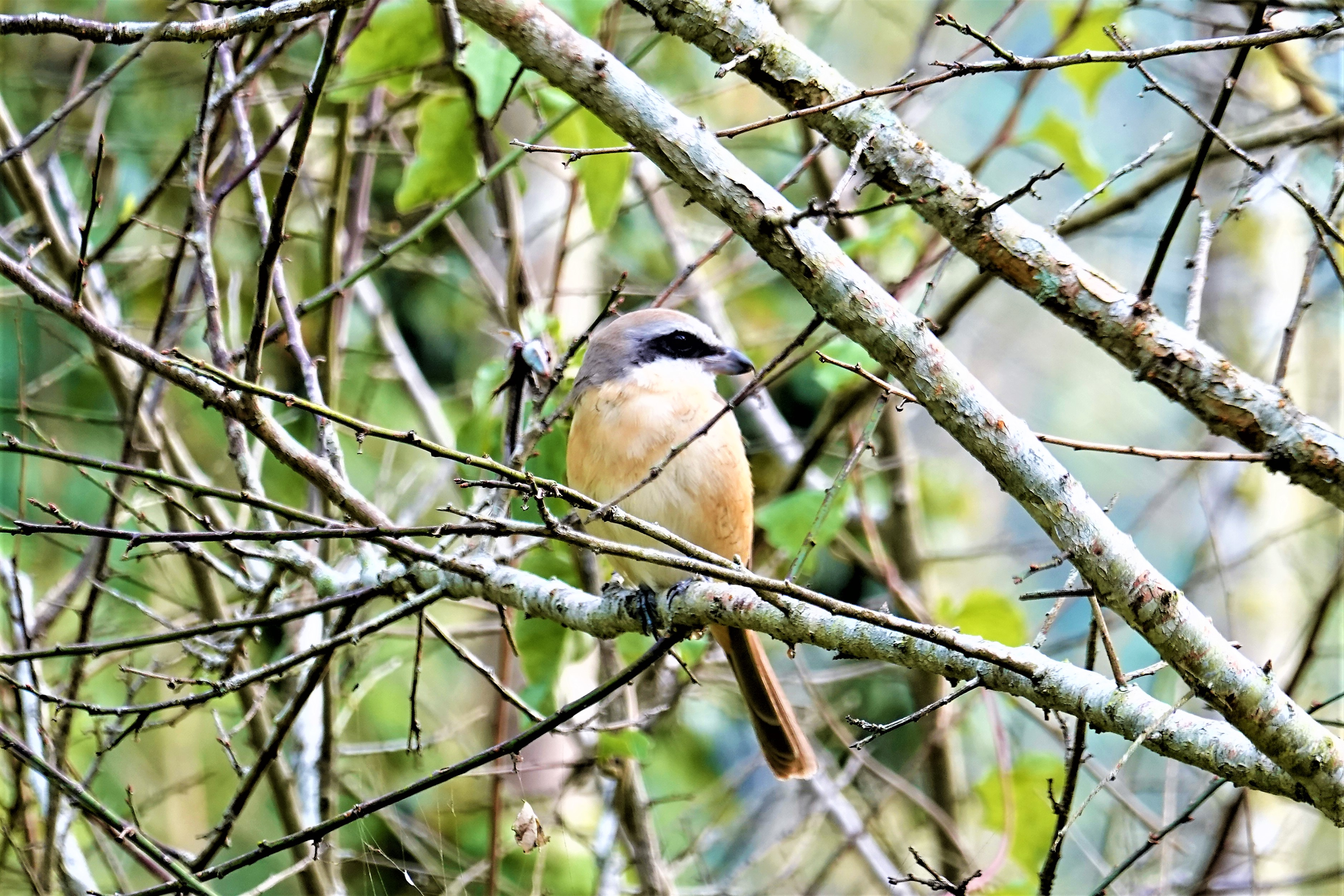 20211116@竹子尖山(小百岳#67)：紅尾伯勞