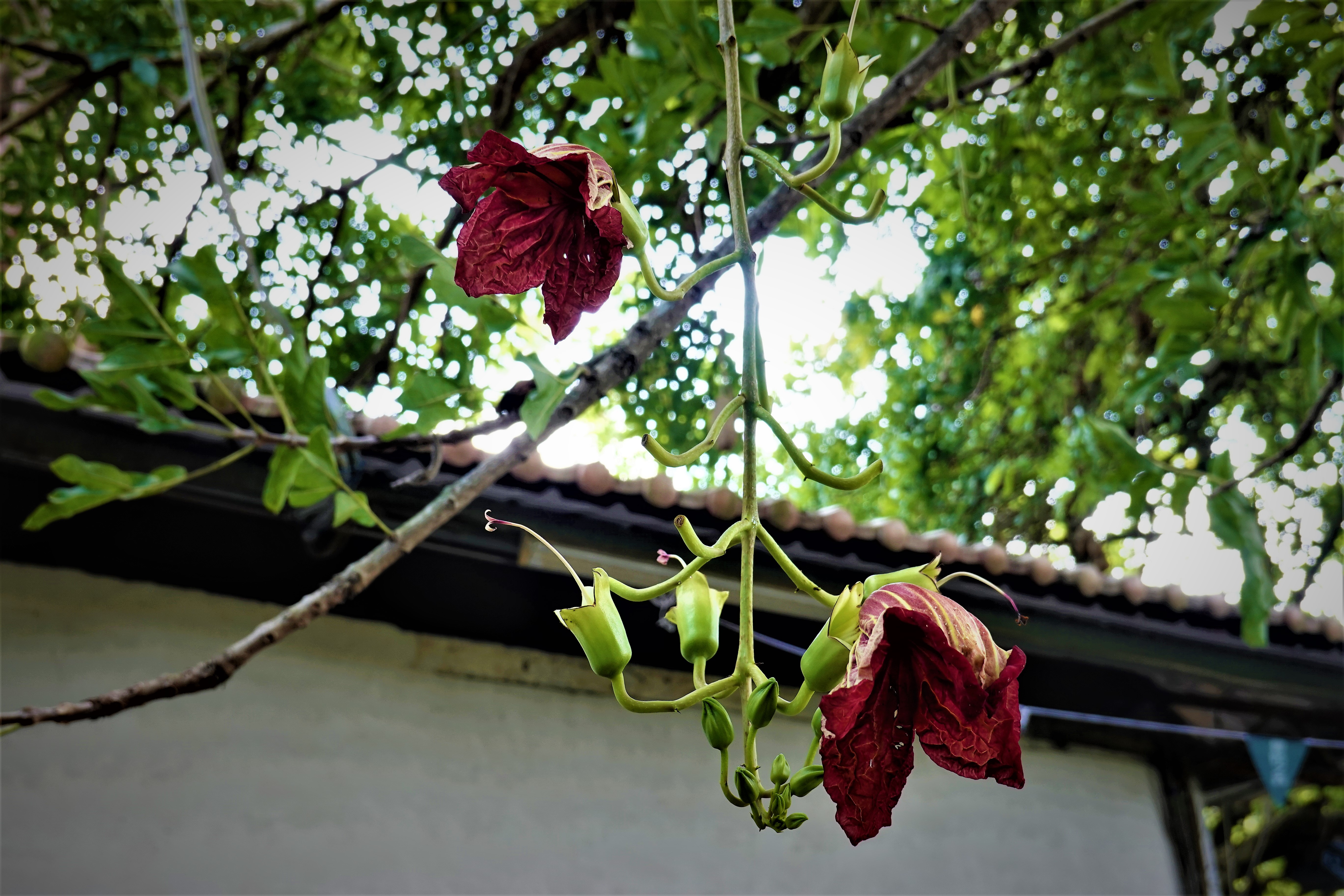 20211117@三腳南山(小百岳#65)：臘腸樹