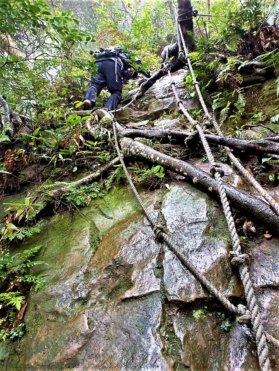 20211123@金面山(小百岳#21)
