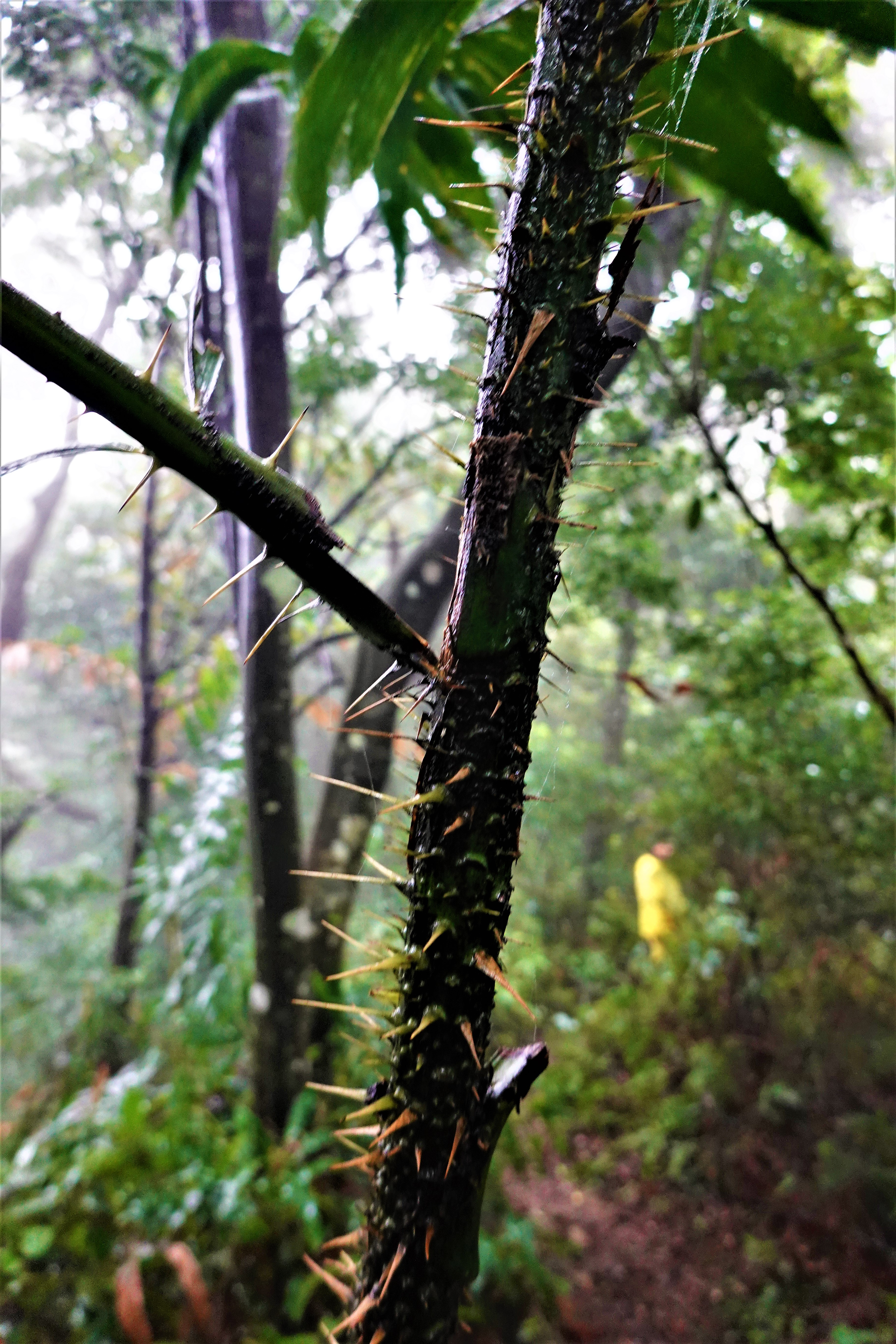 20211123@金面山(小百岳#21)：黃藤