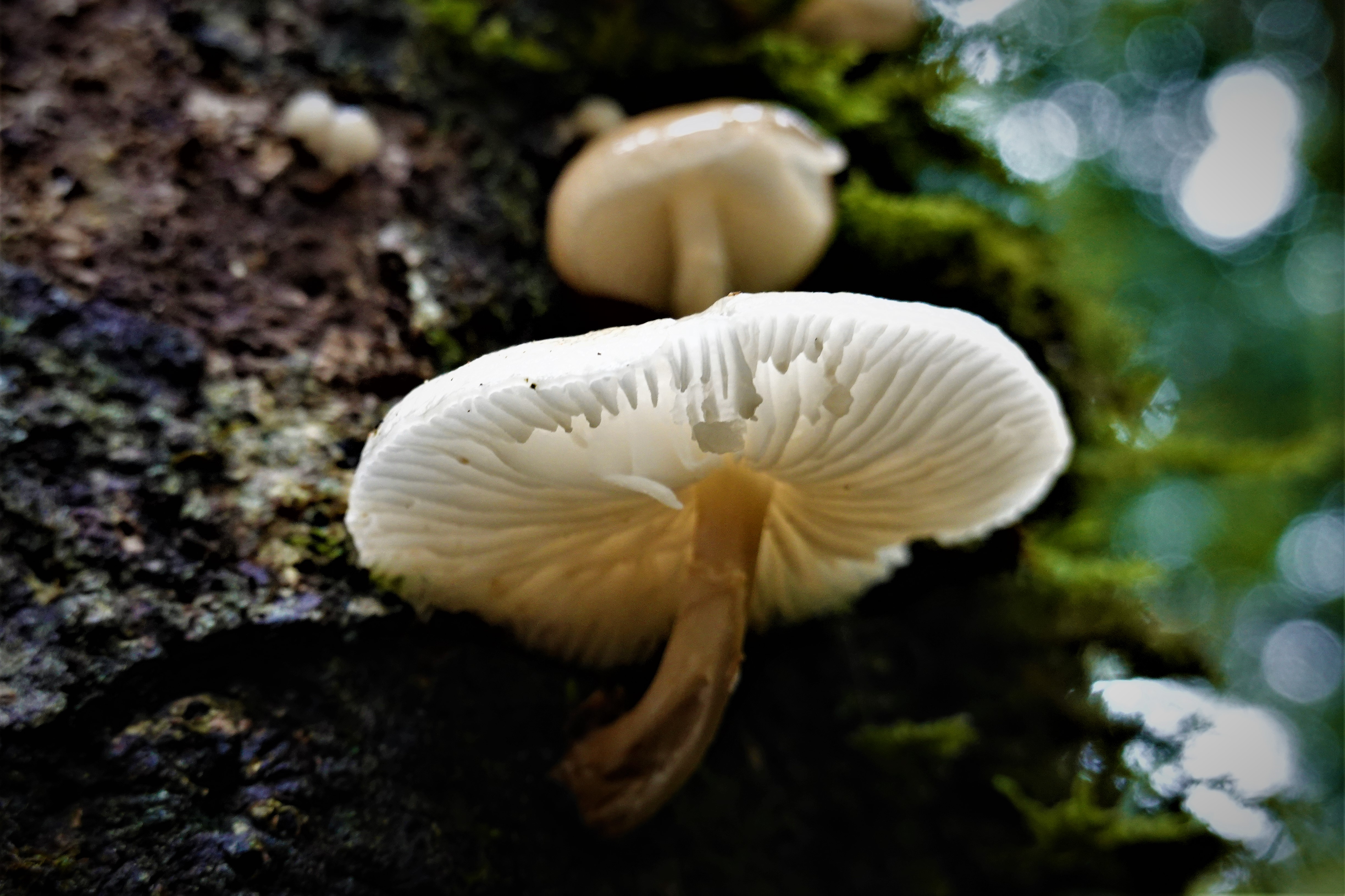 20211123@東眼山(小百岳#22)