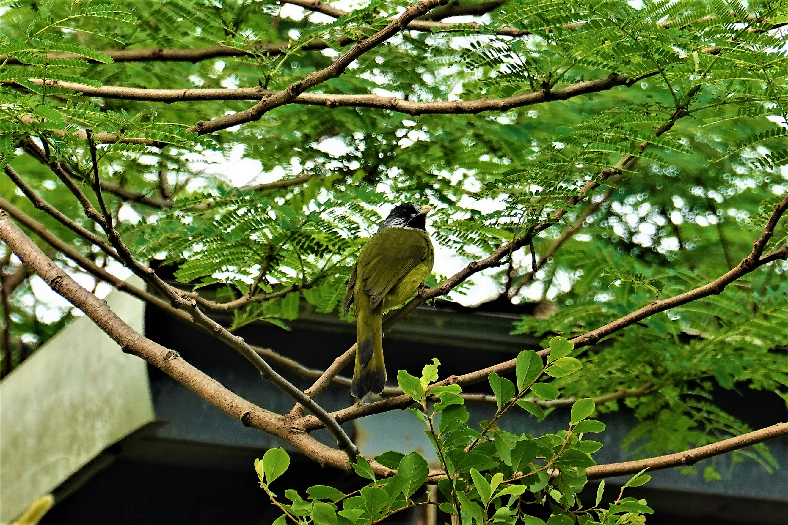 20211201@大崗山(小百岳#74)：白環鸚嘴鵯