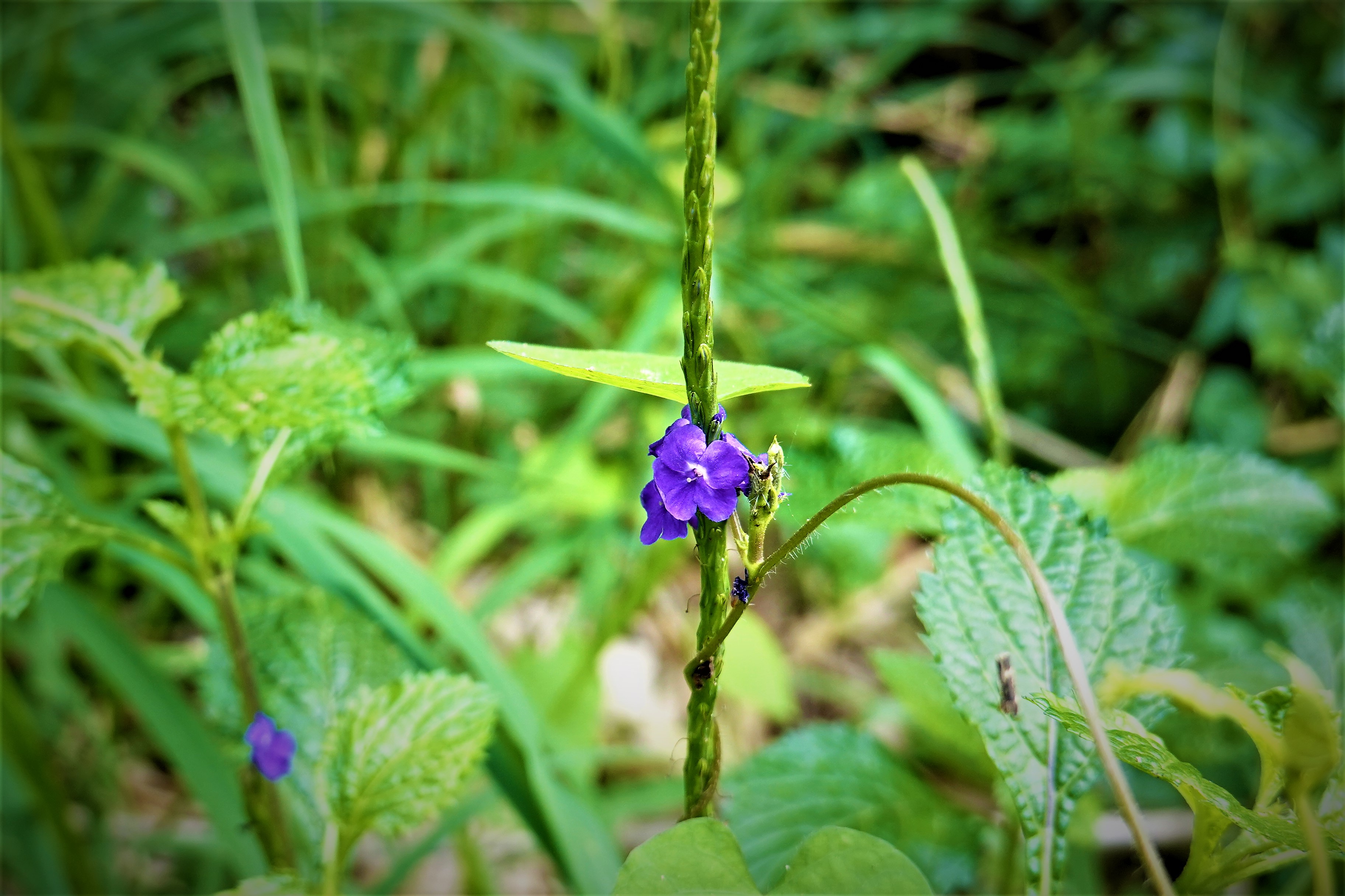 20211201@大崗山(小百岳#74)：長穗木