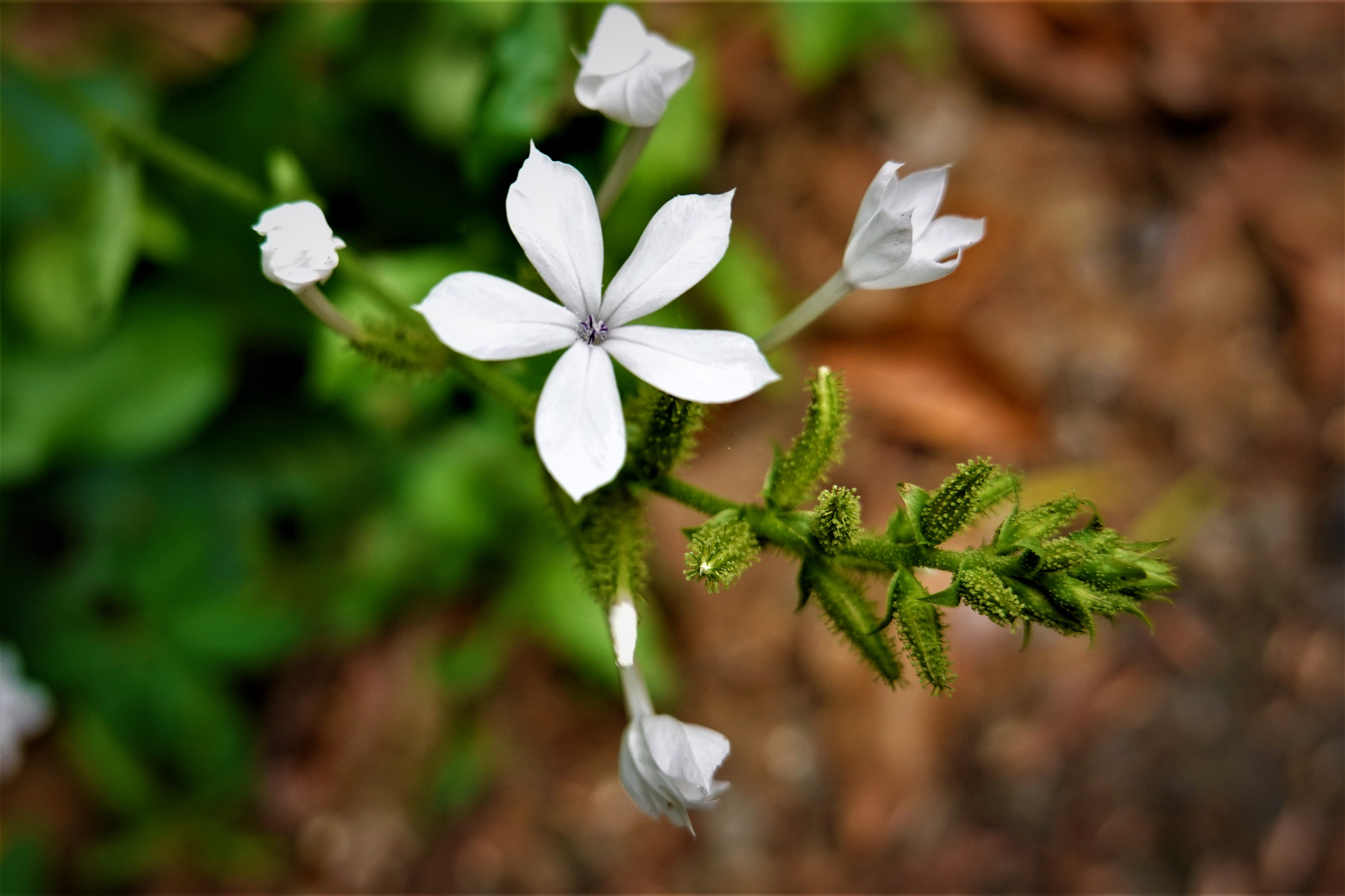 20211201@大崗山(小百岳#74)：白花丹