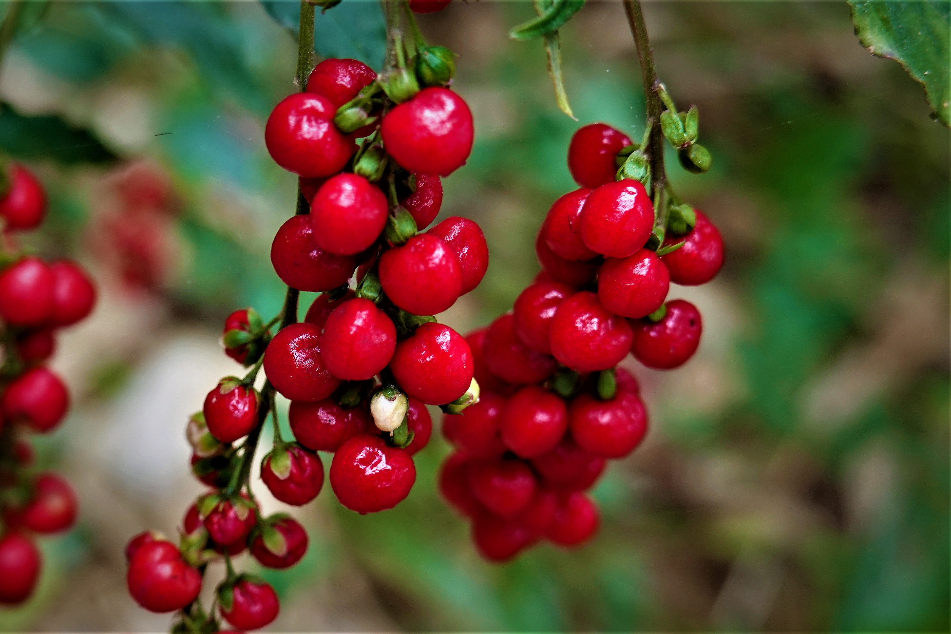 20211201@大崗山(小百岳#74)：數珠珊瑚