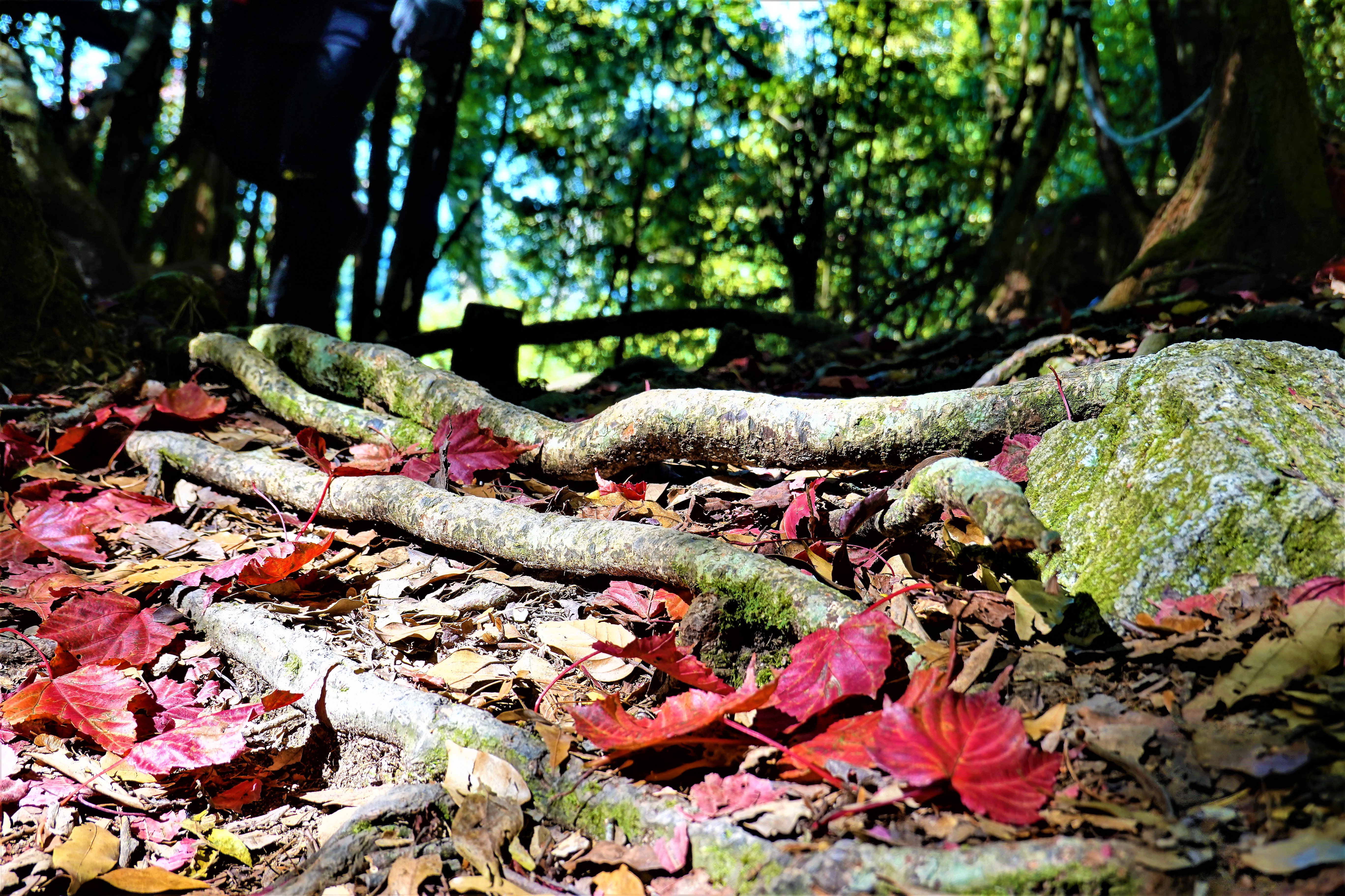 20211207@稍來山(小百岳#39)
