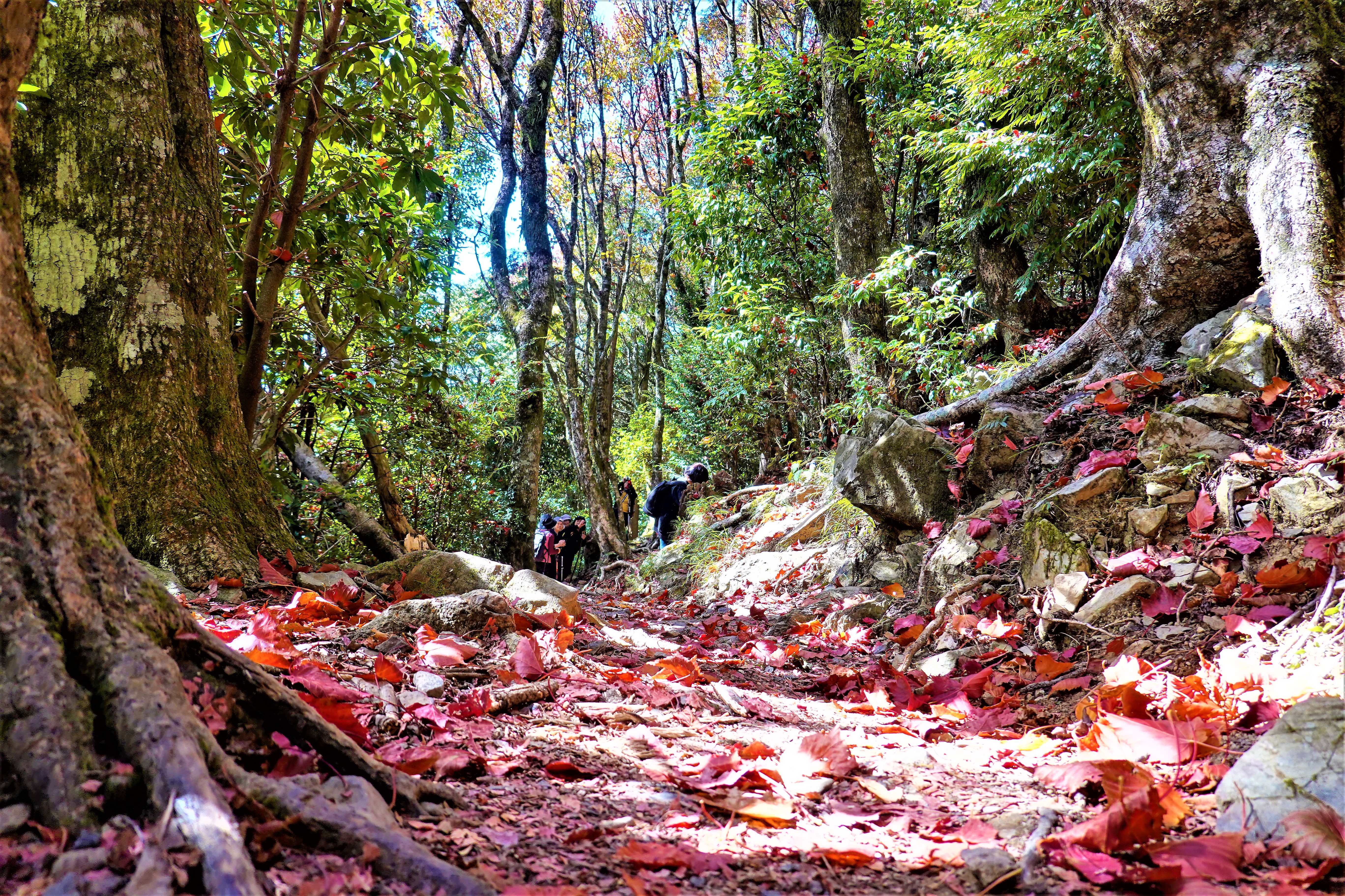 20211207@稍來山(小百岳#39)