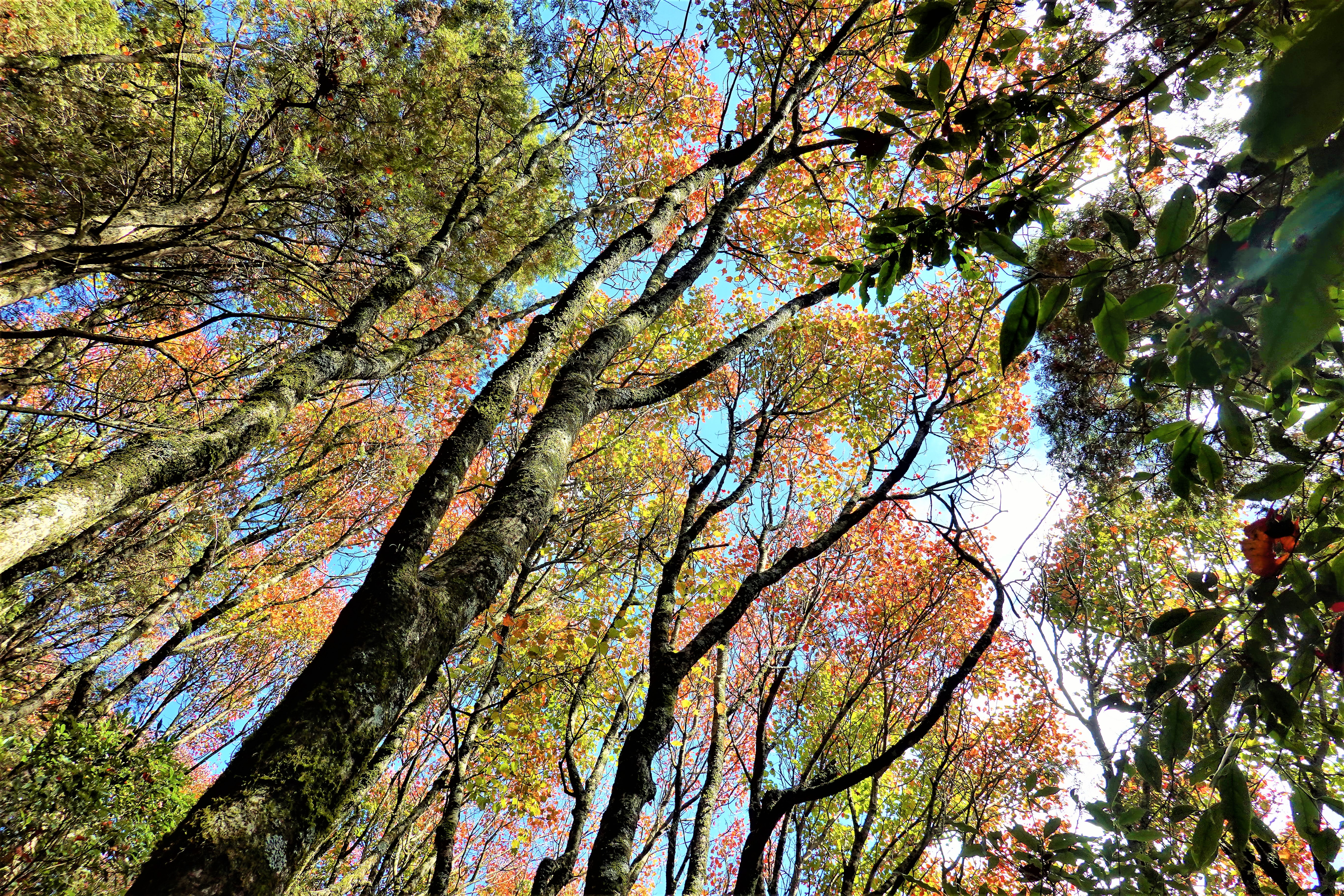 20211207@稍來山(小百岳#39)