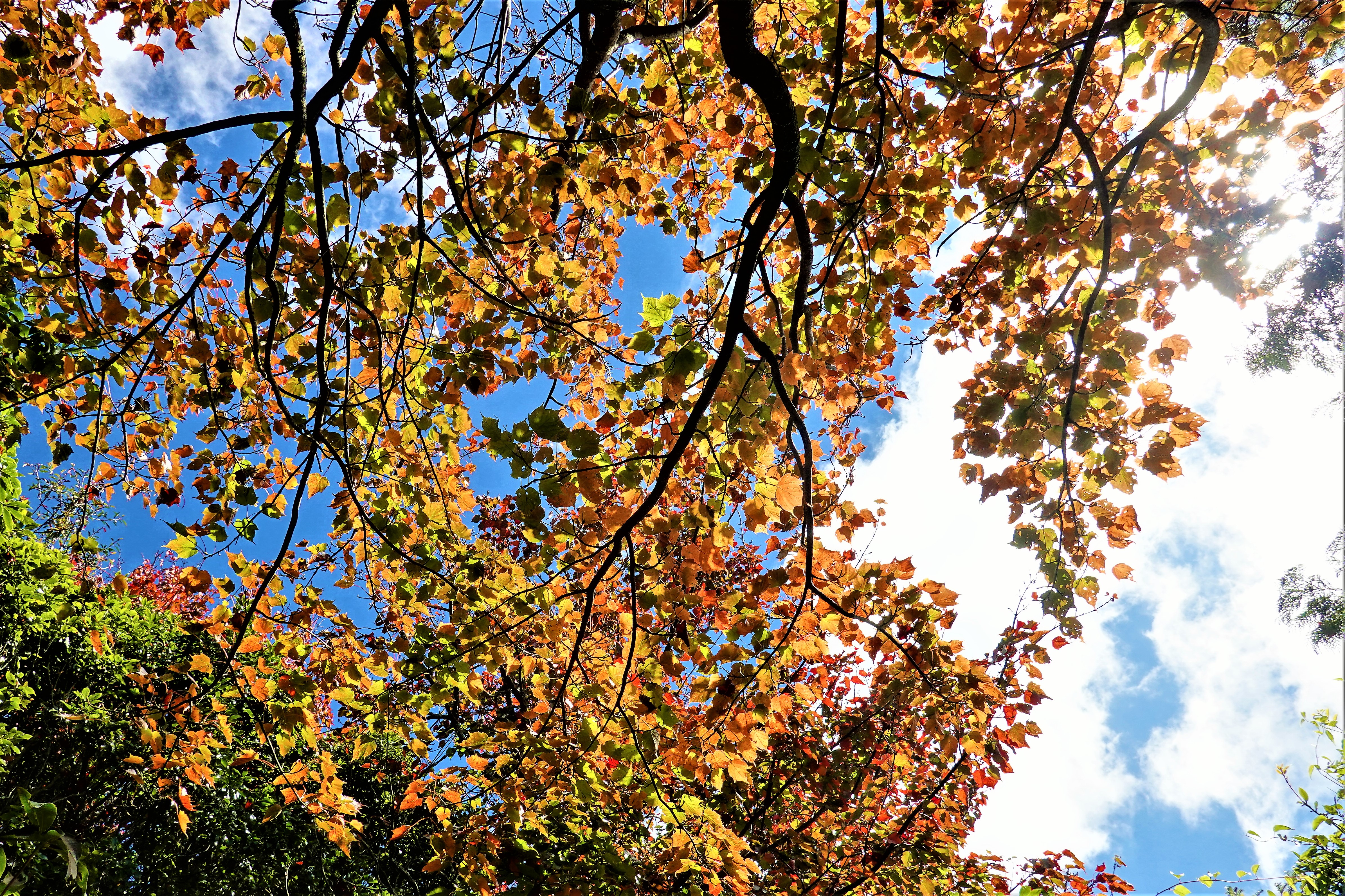 20211207@稍來山(小百岳#39)