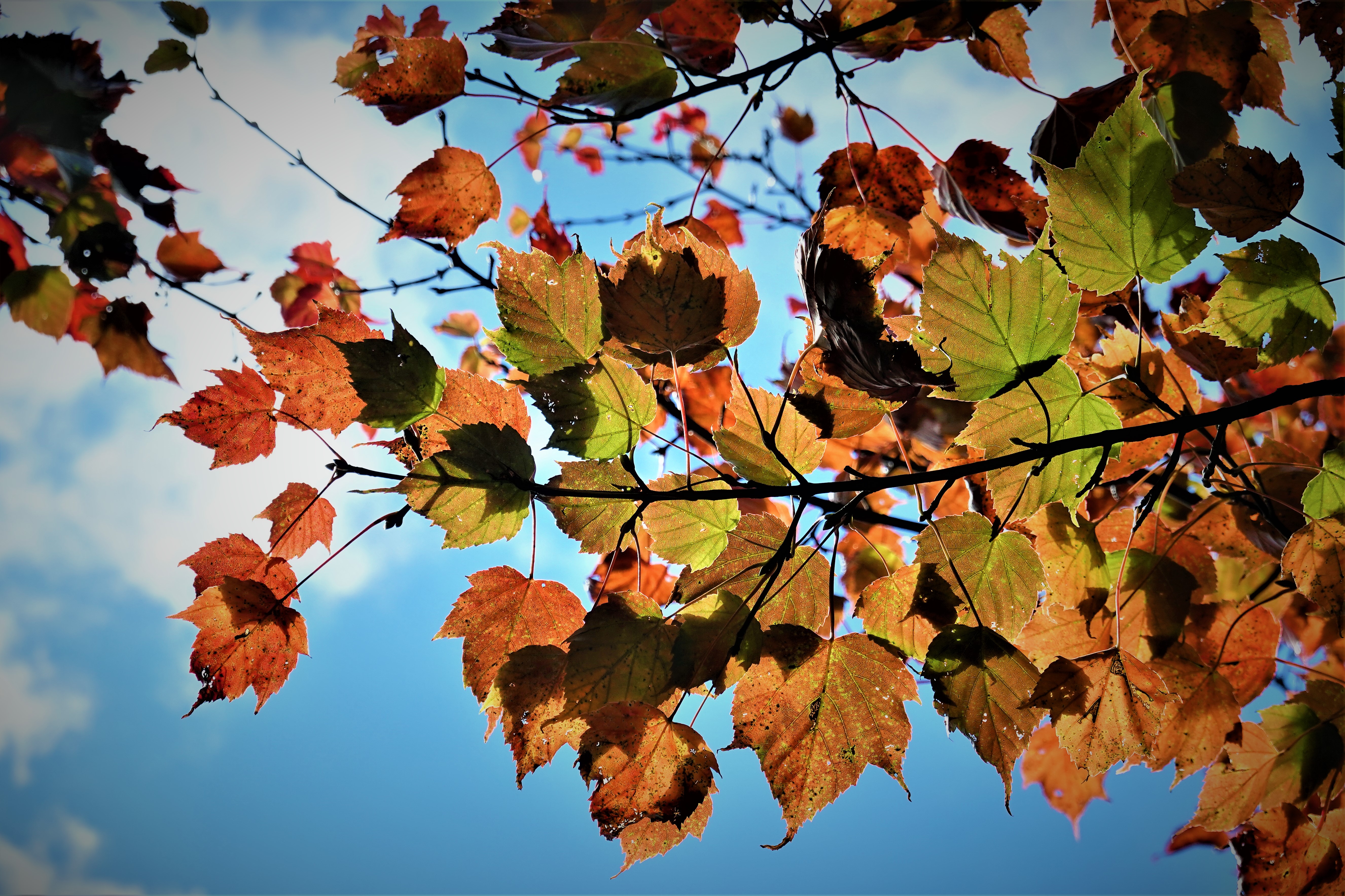 20211207@稍來山(小百岳#39)