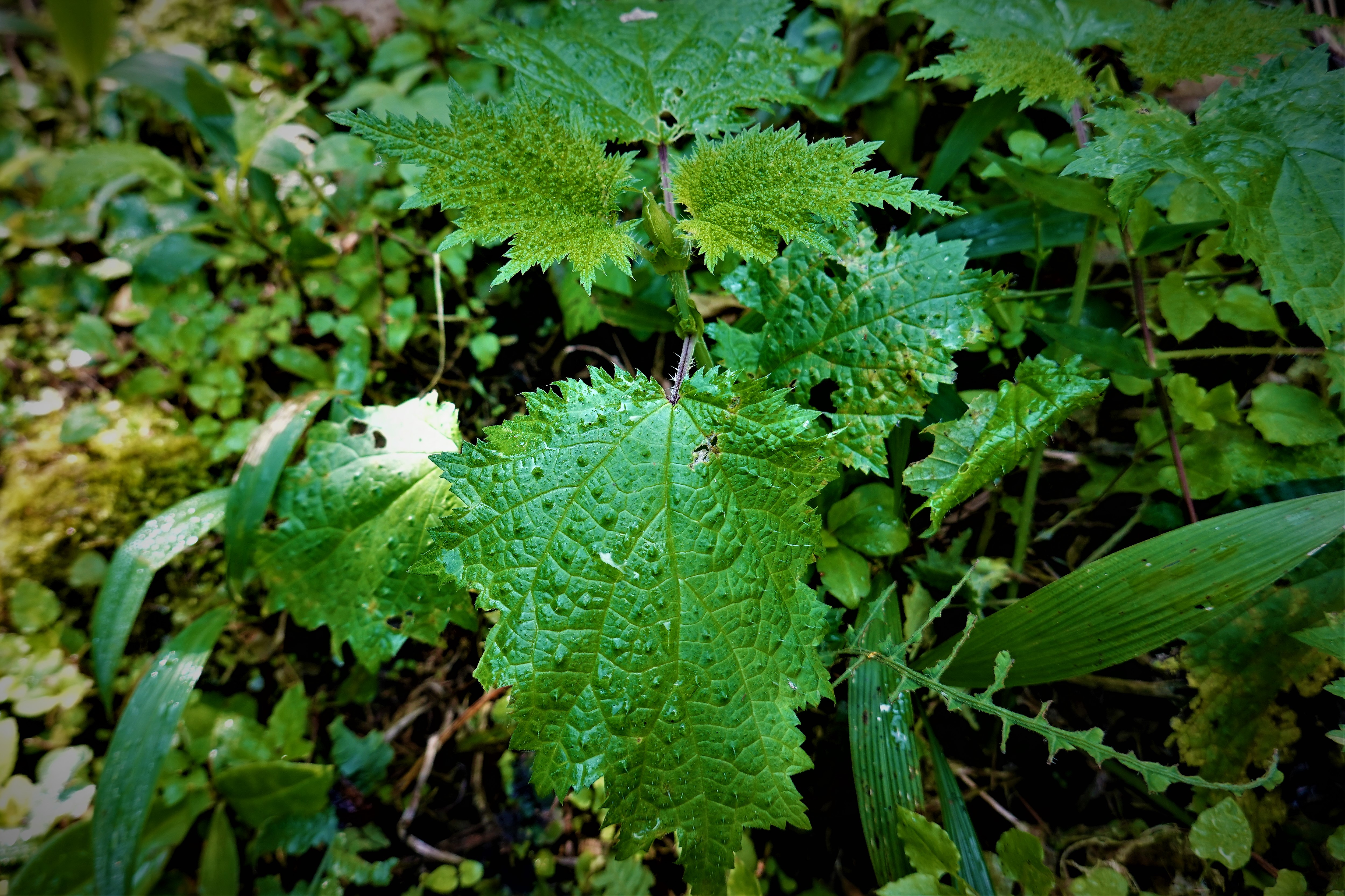 20211209@馬拉邦山(小百岳#37)