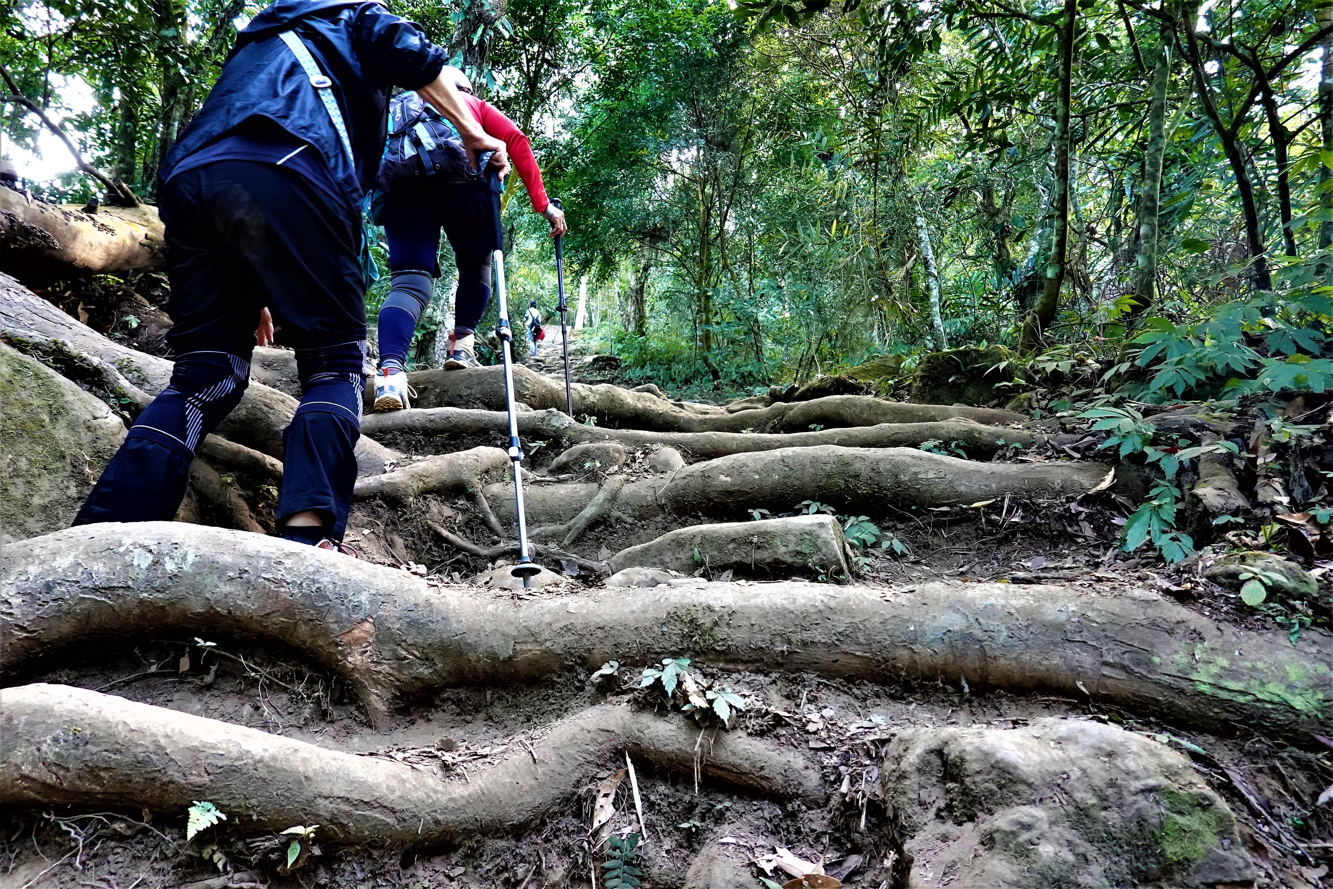 20211209@馬拉邦山(小百岳#37)：咬人貓