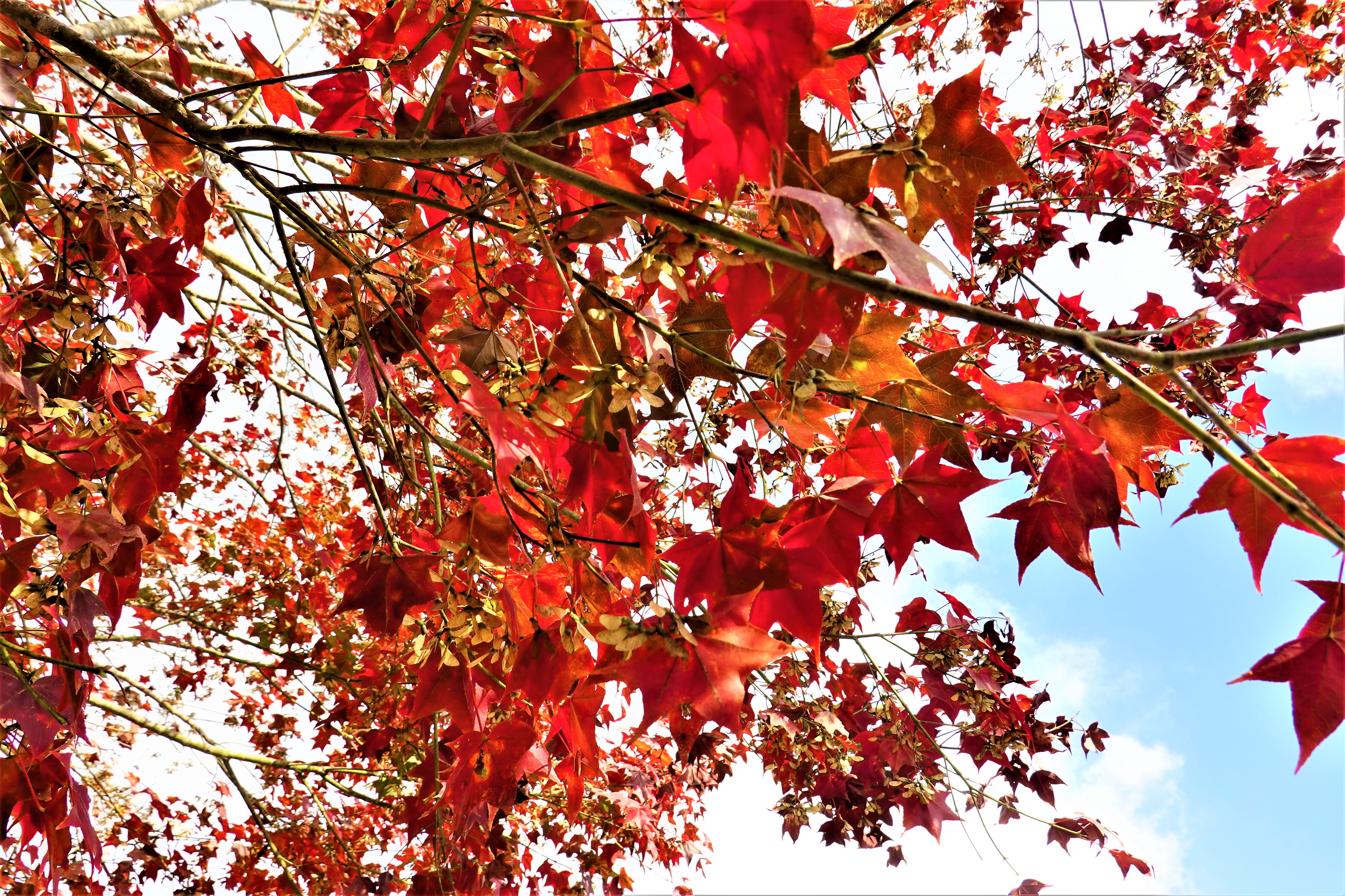 20211209@馬拉邦山(小百岳#37)