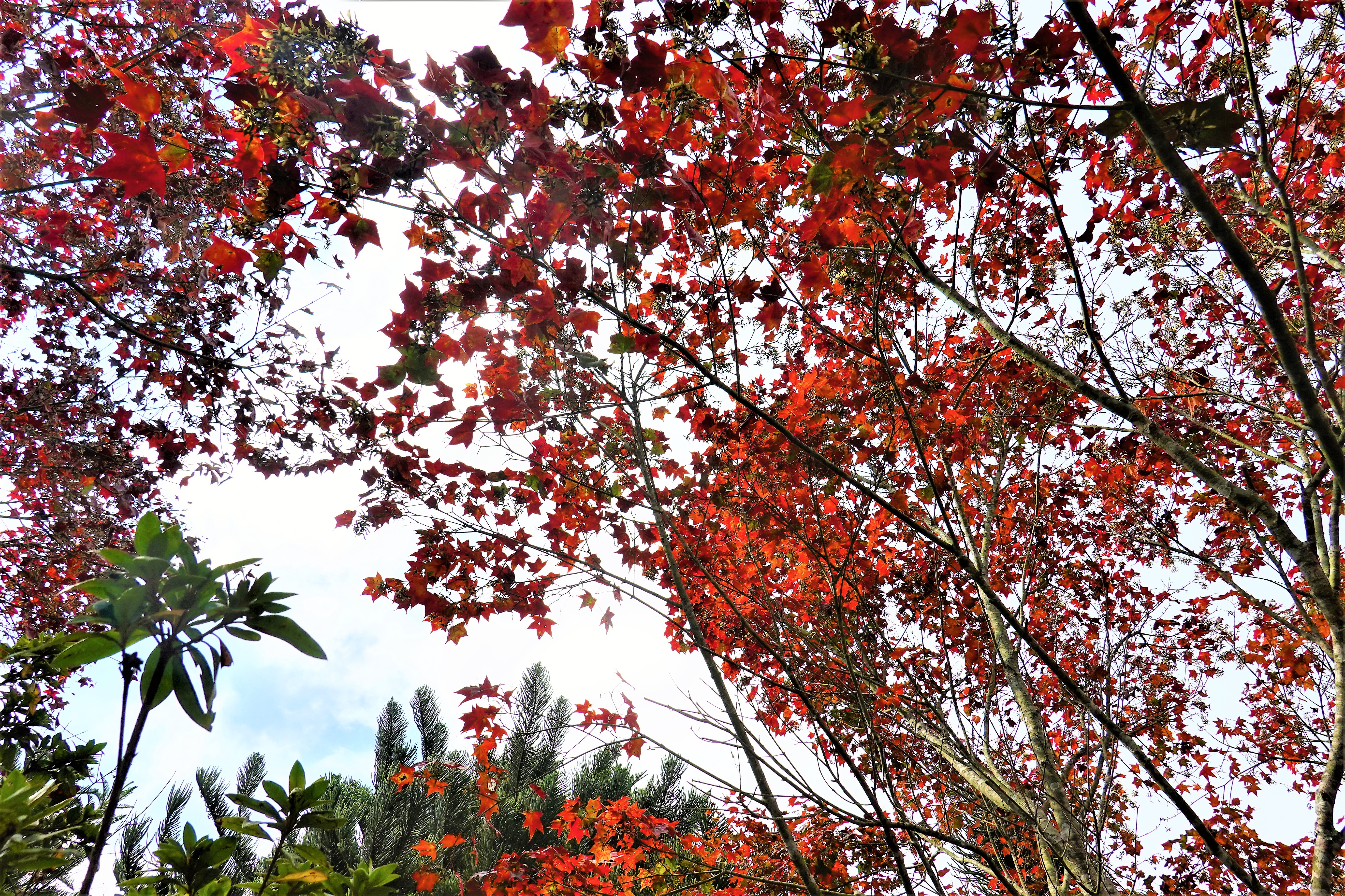 20211209@馬拉邦山(小百岳#37)