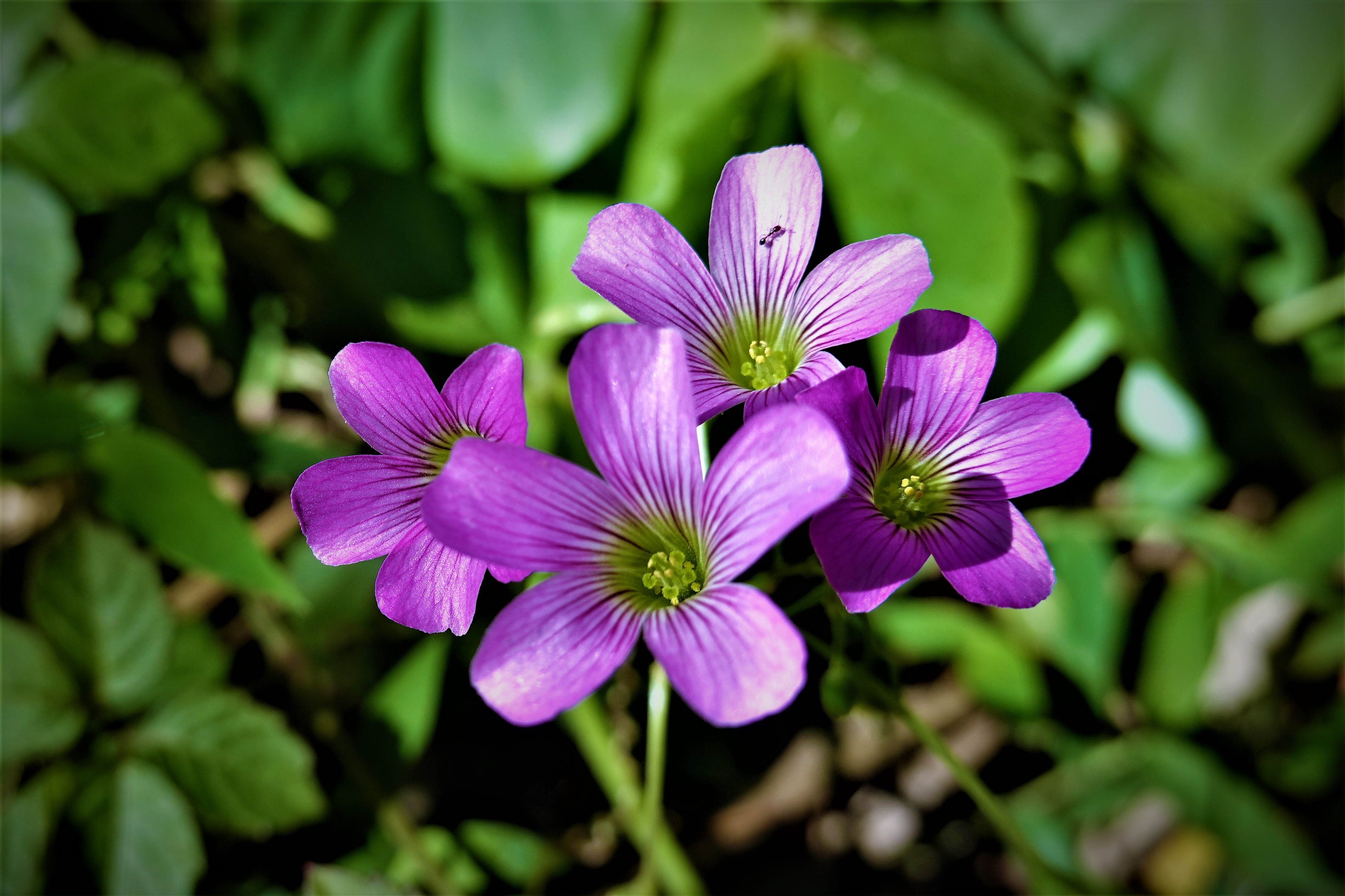 20211215@鳶山(小百岳#19)：紫花酢醬草
