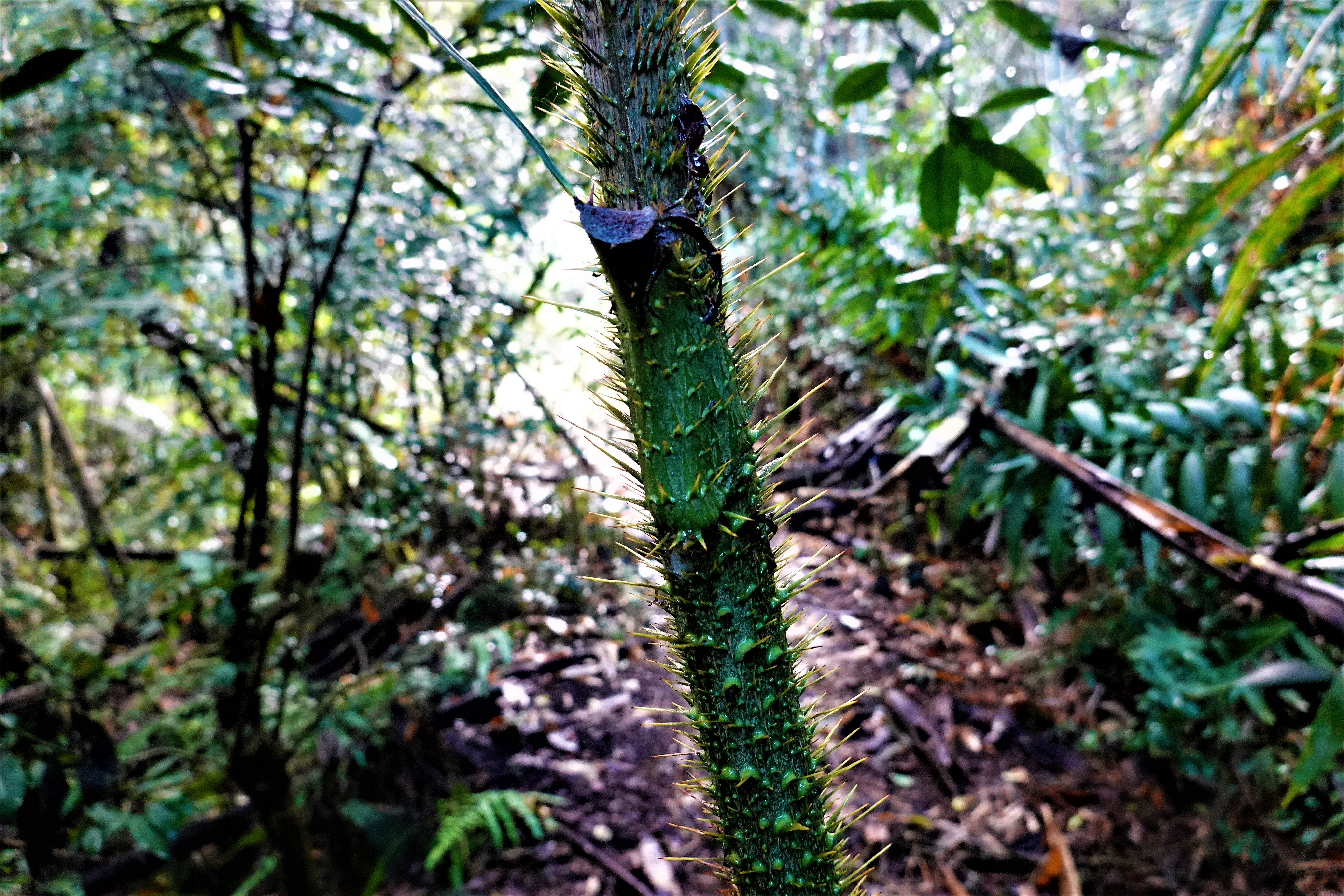 20211223@西阿里關山(小百岳#66)：黃藤