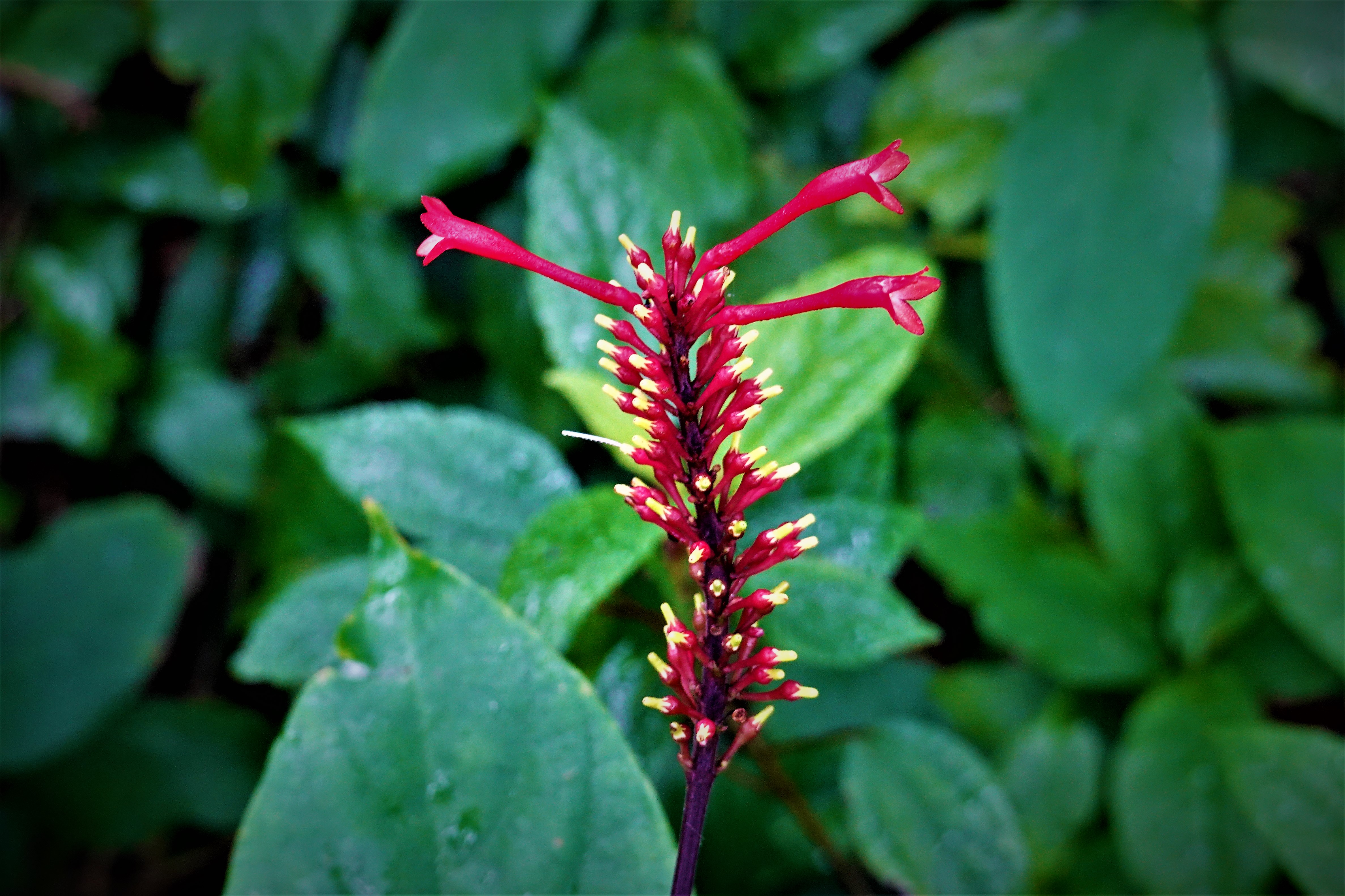 20220105@觀音山(小百岳#05)：紅樓花