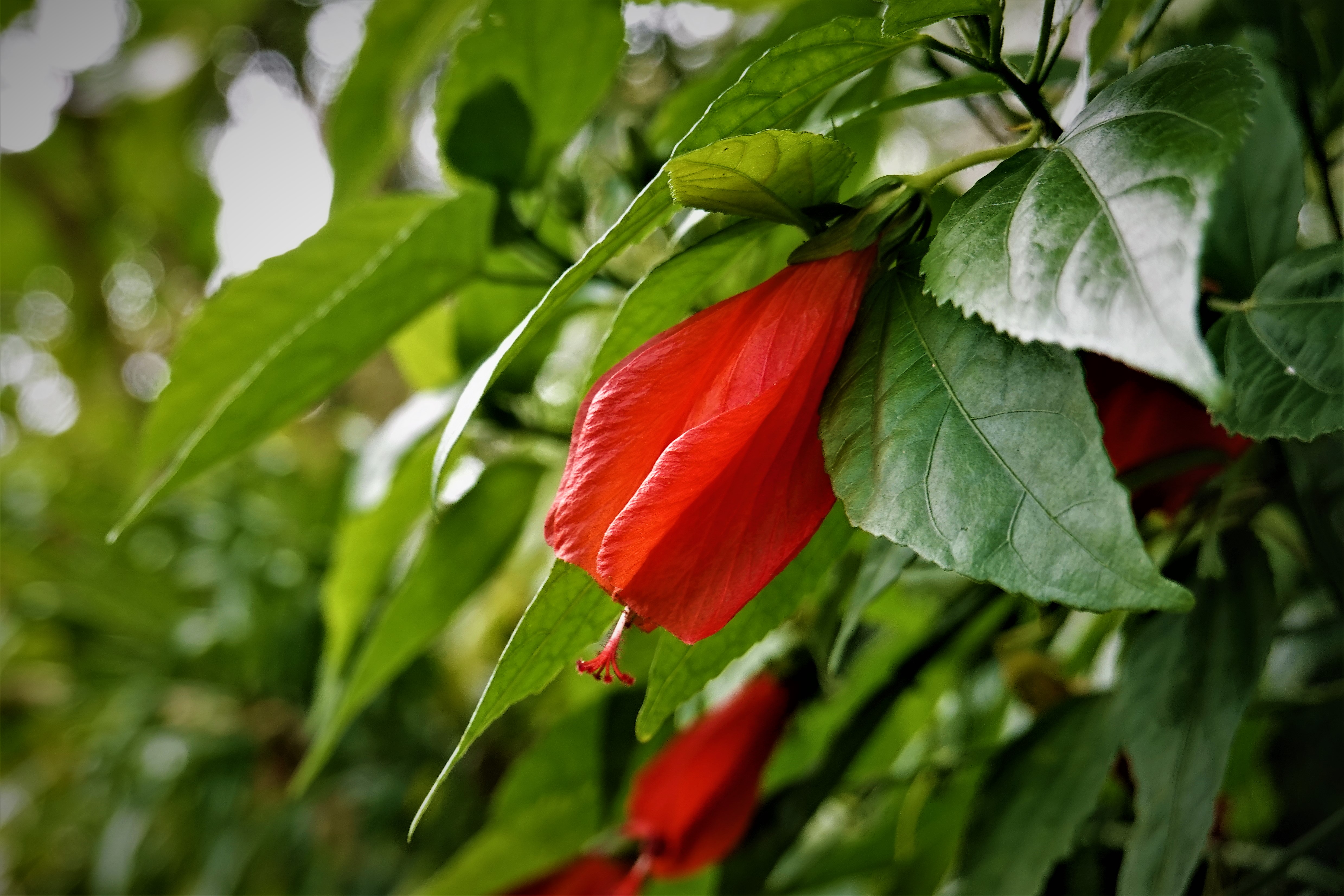 20220105@劍潭山(小百岳#09)：南美朱槿