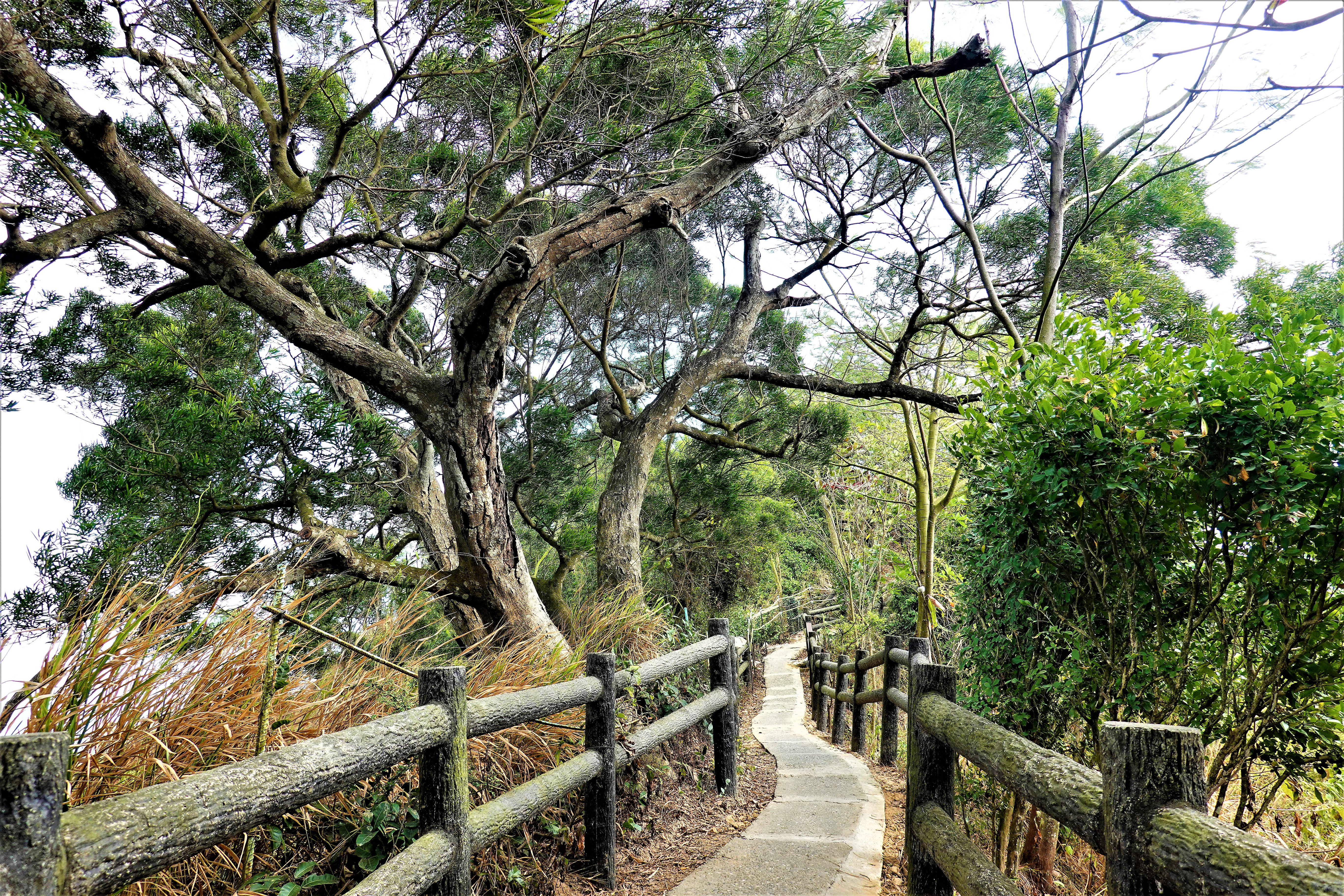 20220111@大社觀音山(小百岳#75)