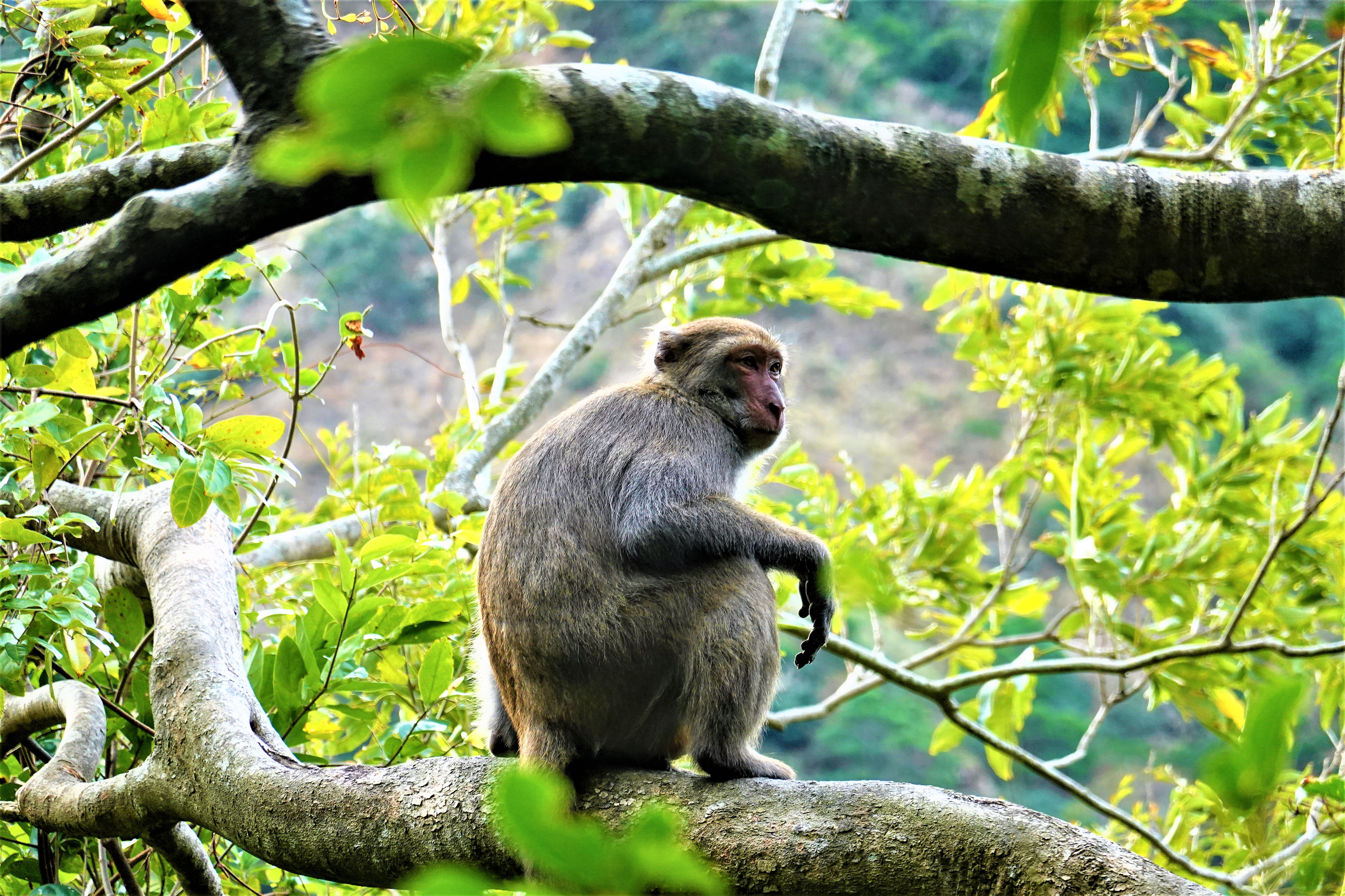 20220112@里龍山(小百岳#80)