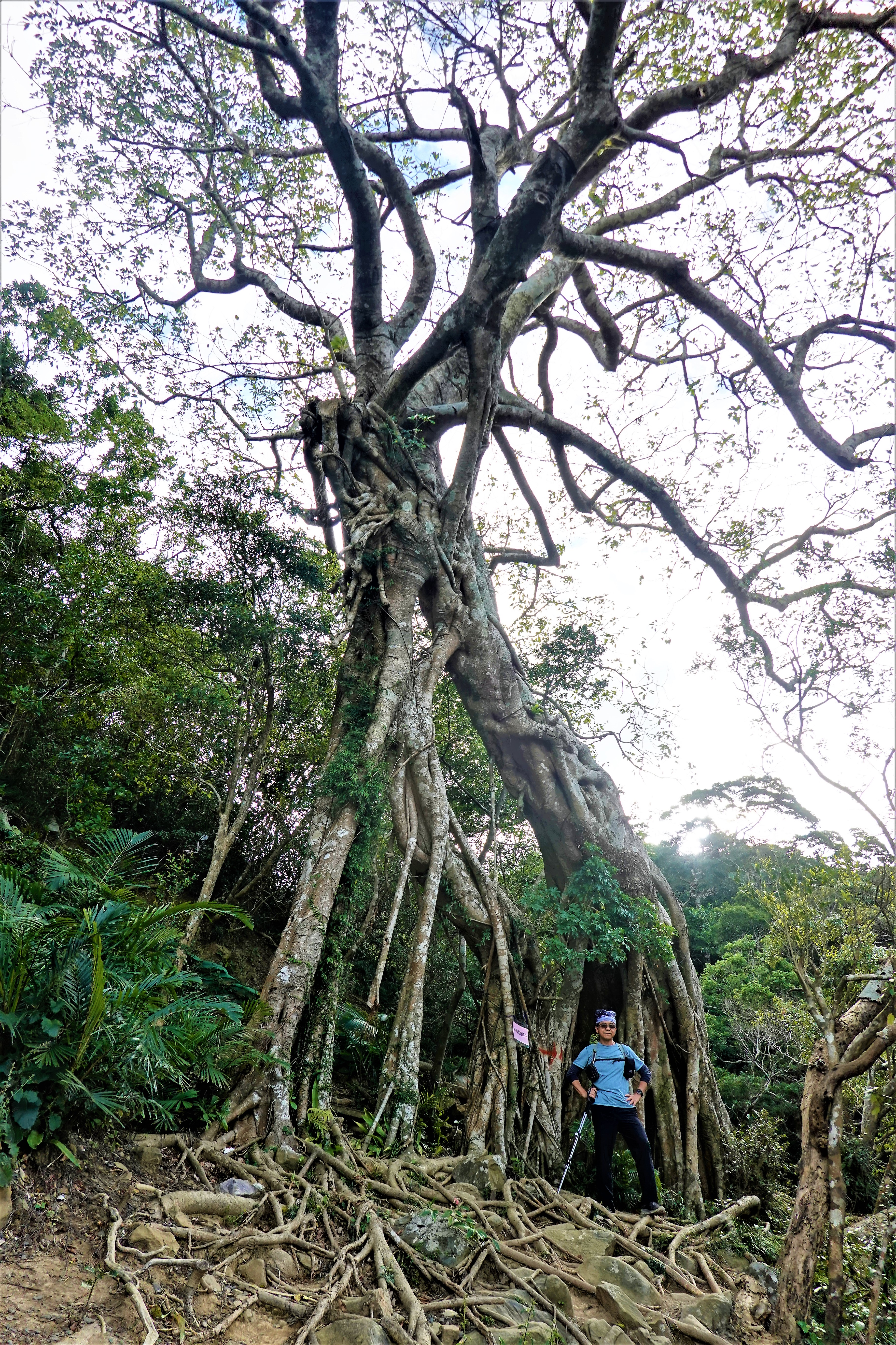 20220112@里龍山(小百岳#80)