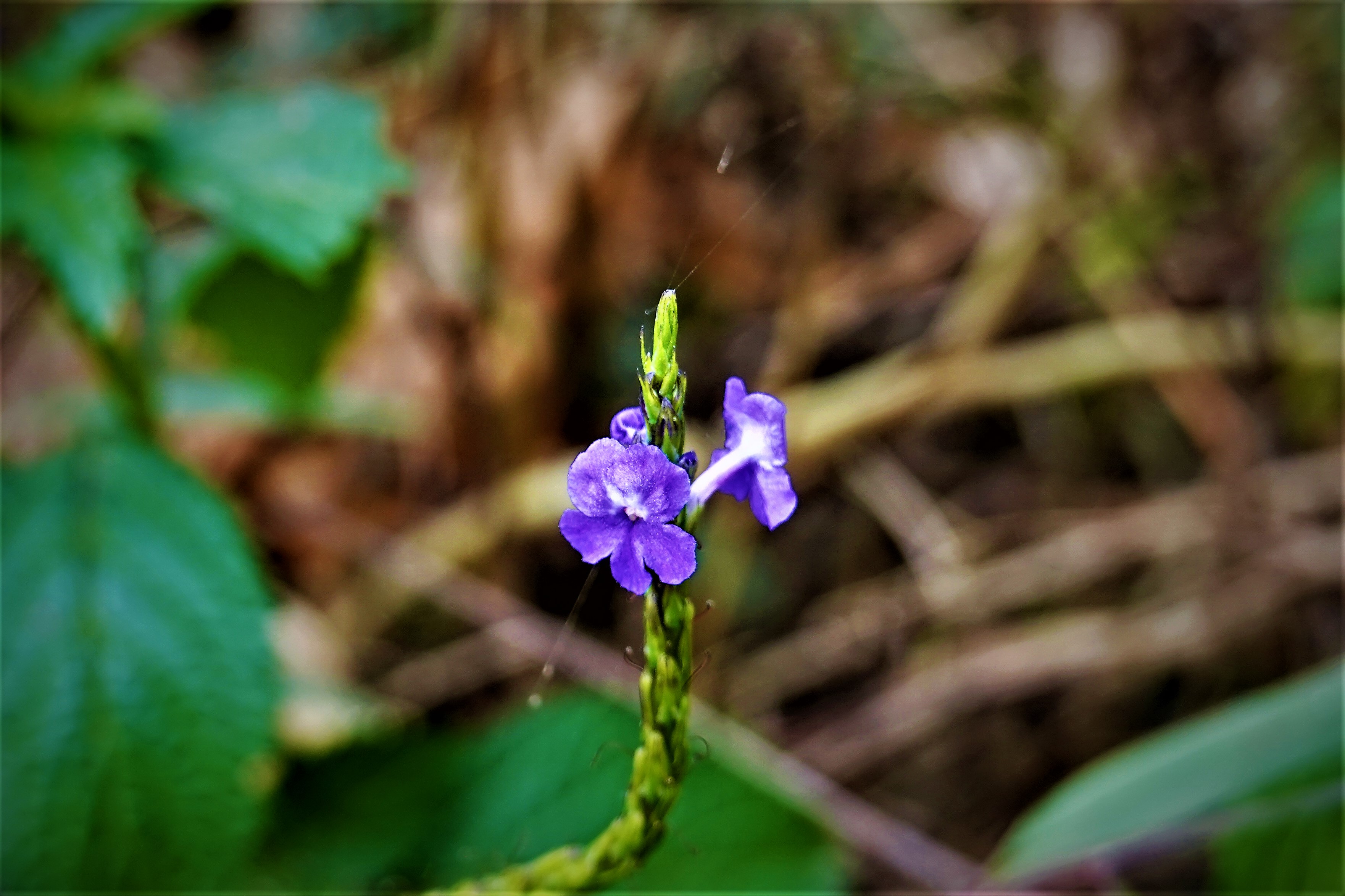 20220113@棚集山(小百岳#78)：長穗木