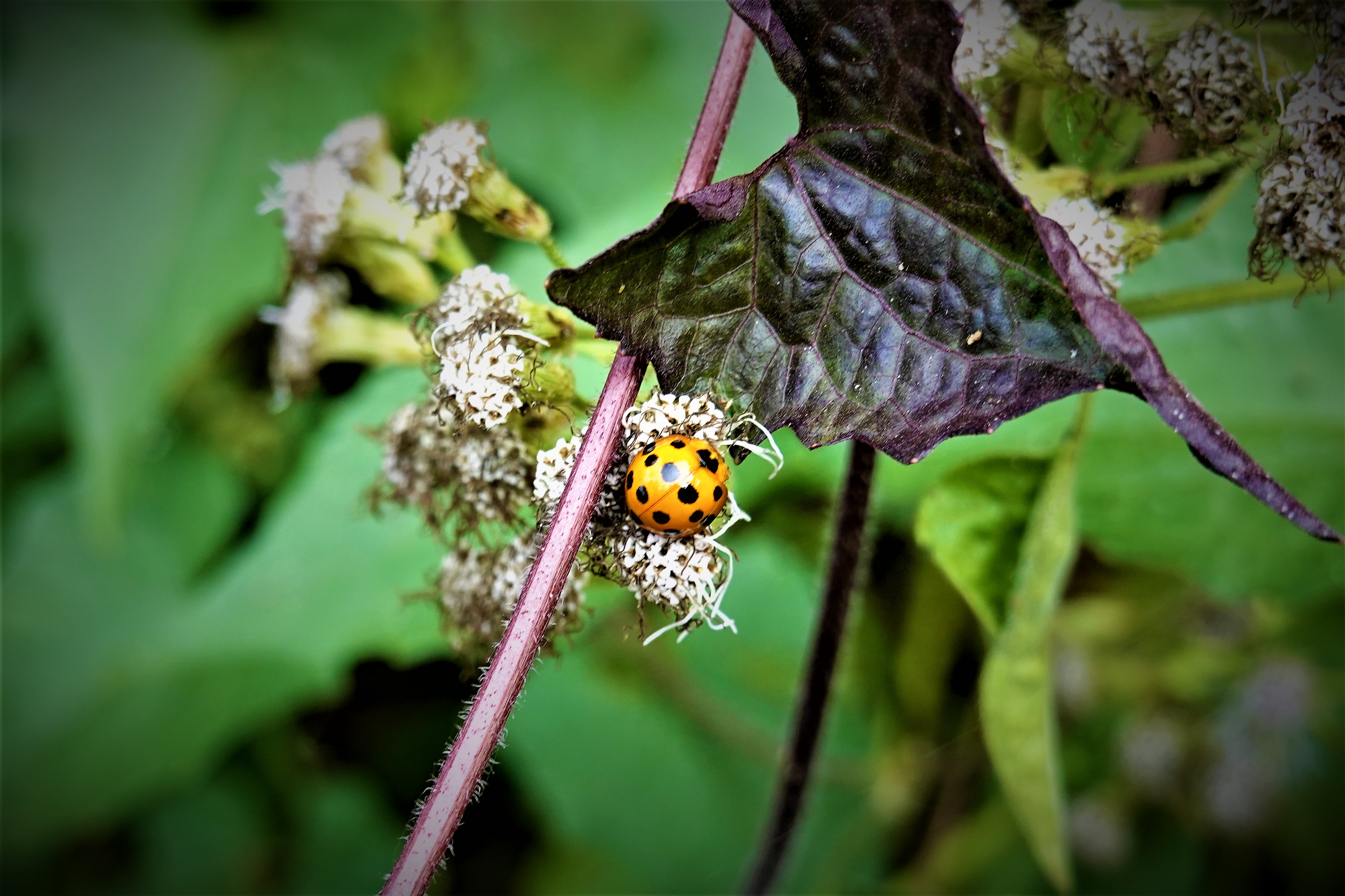 20220113@棚集山(小百岳#78)