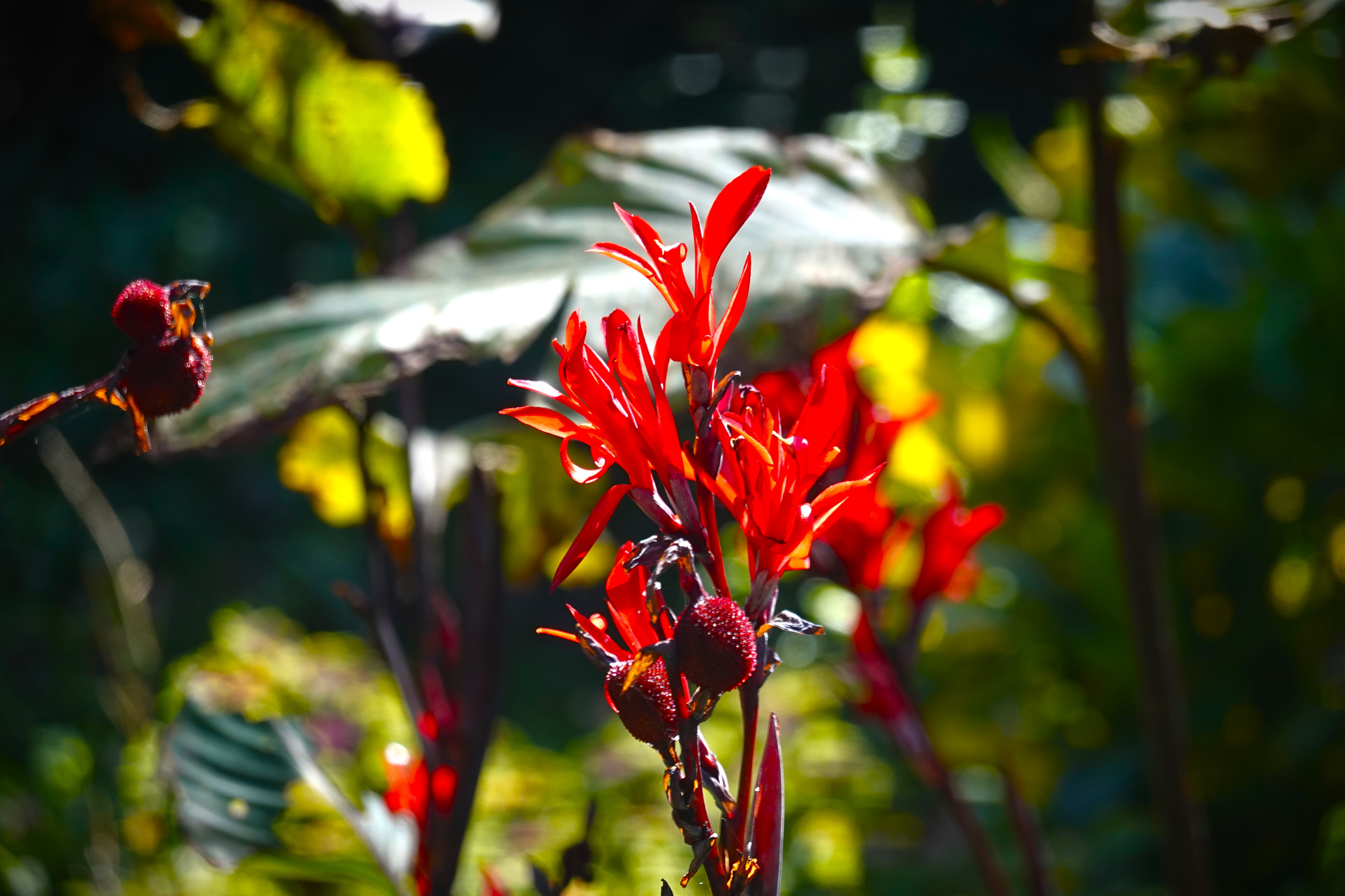 20220308@南港山(小百岳#13)：美人蕉