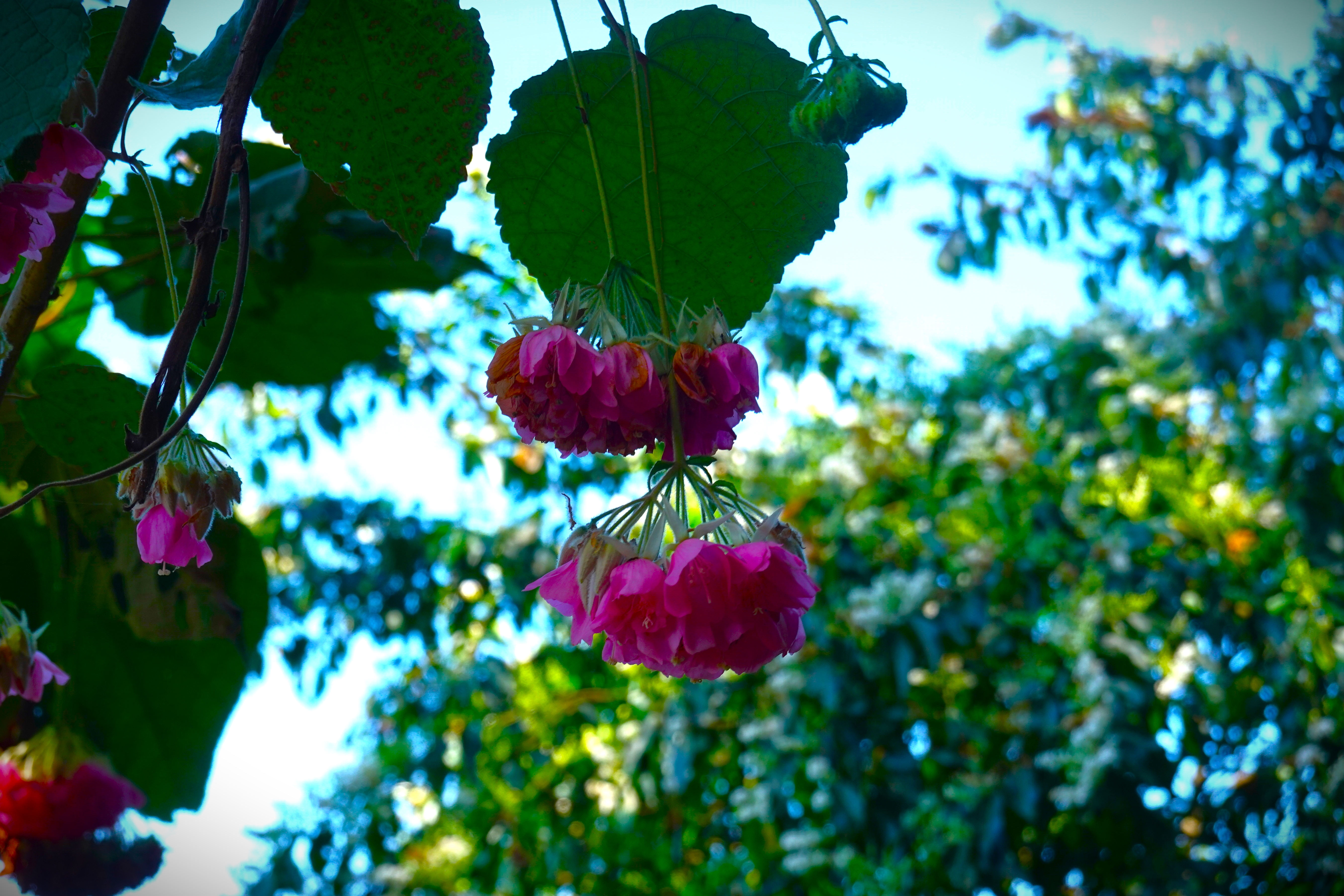 20220308@南港山(小百岳#13)：百鈴花