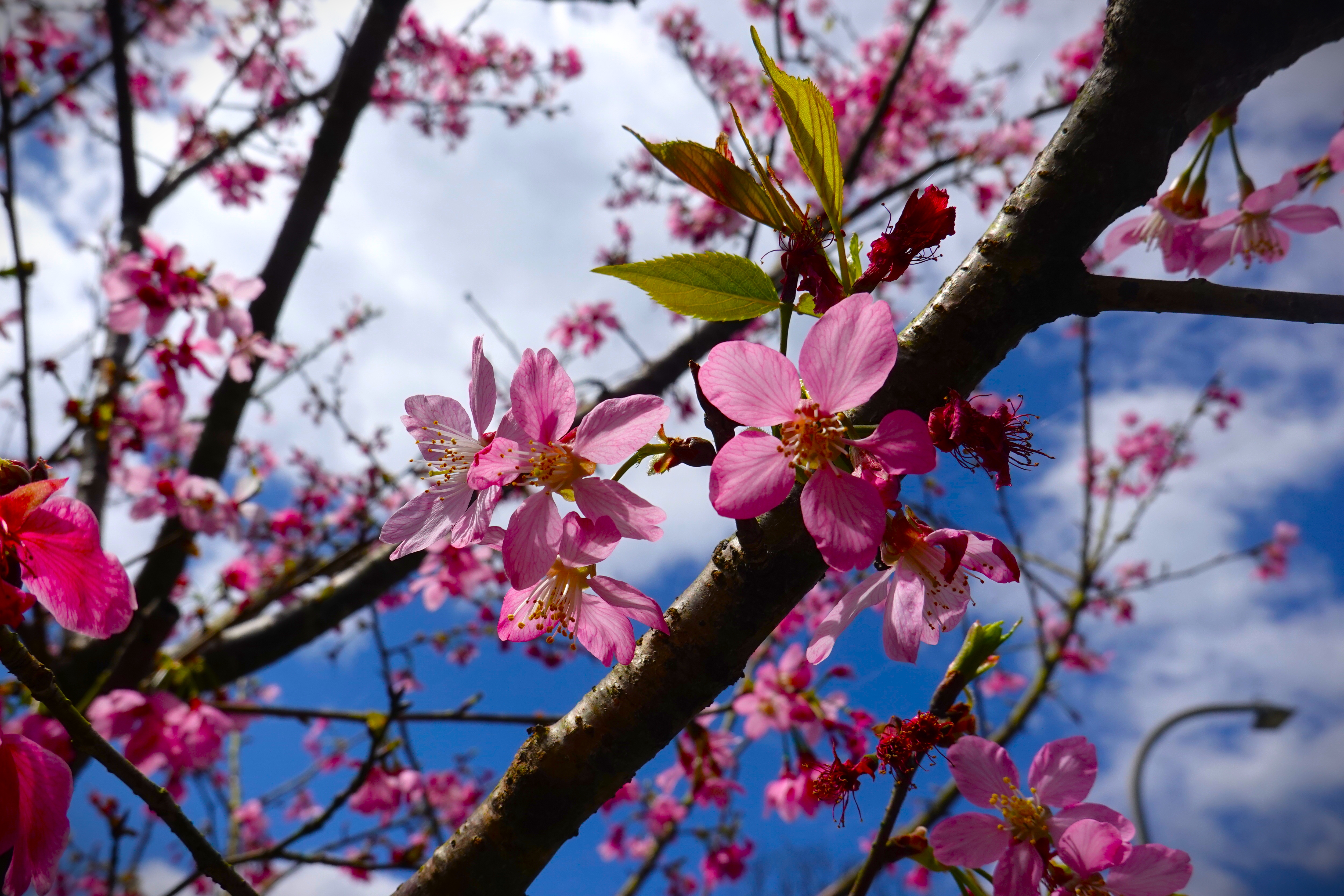 20220309@汐止大尖山(小百岳#12)
