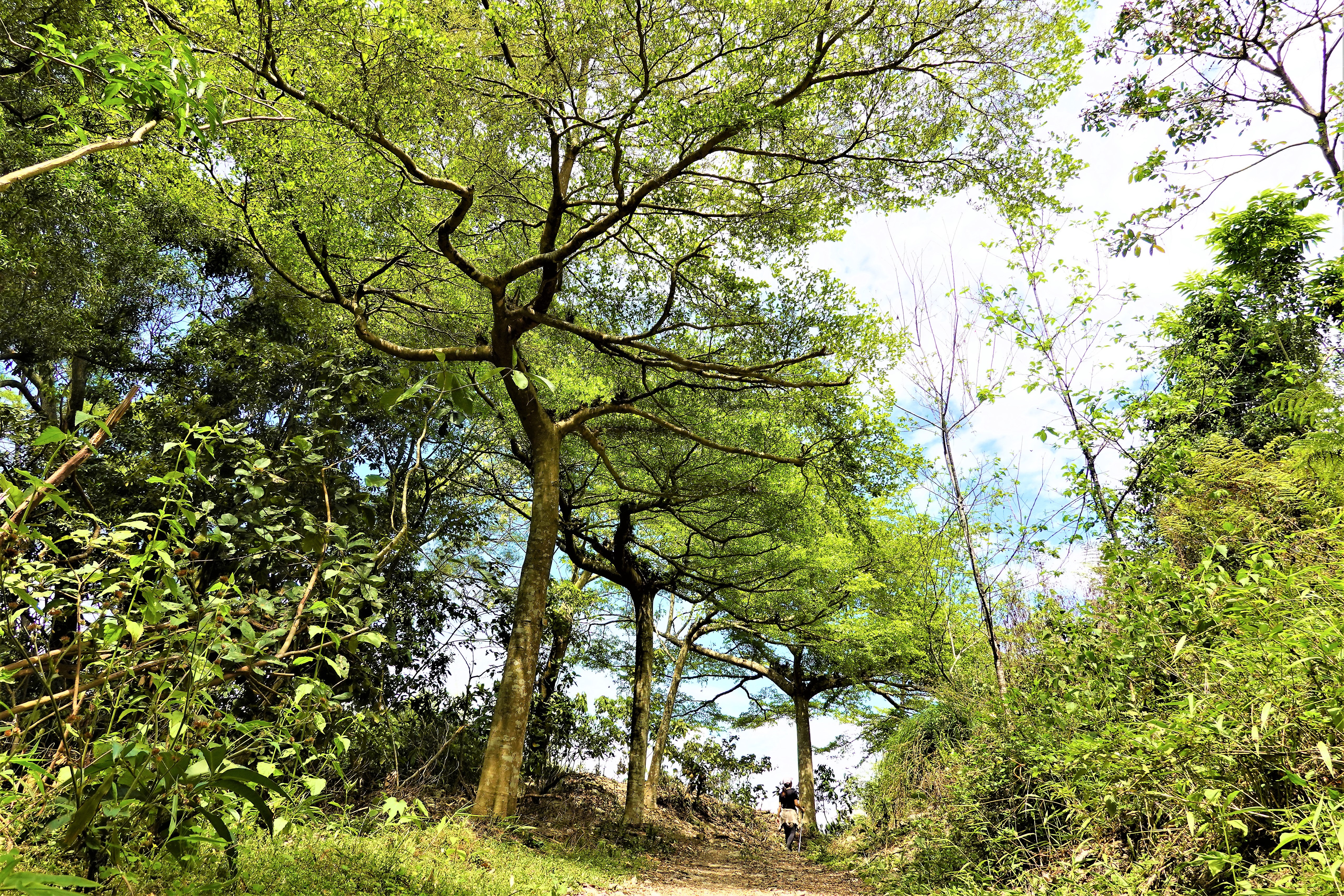 20220321@尾寮山(小百岳#73)