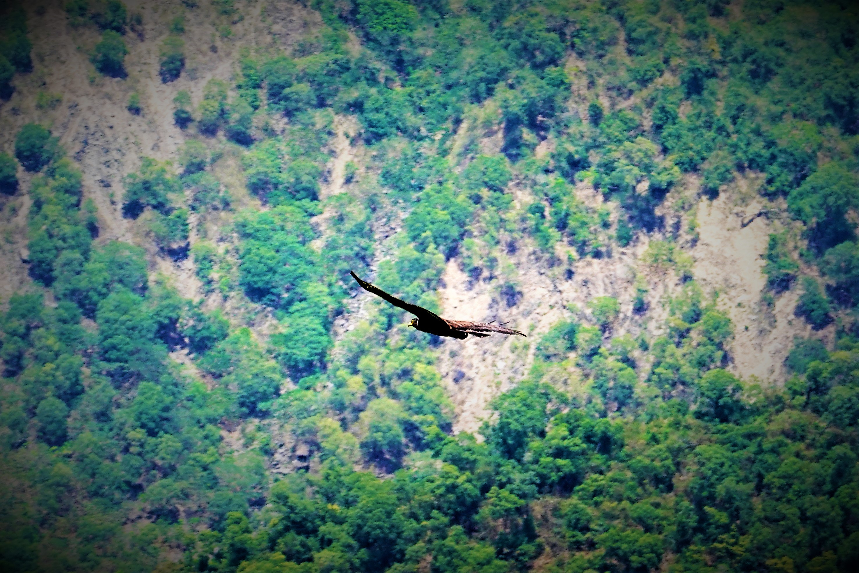 20220321@尾寮山(小百岳#73)