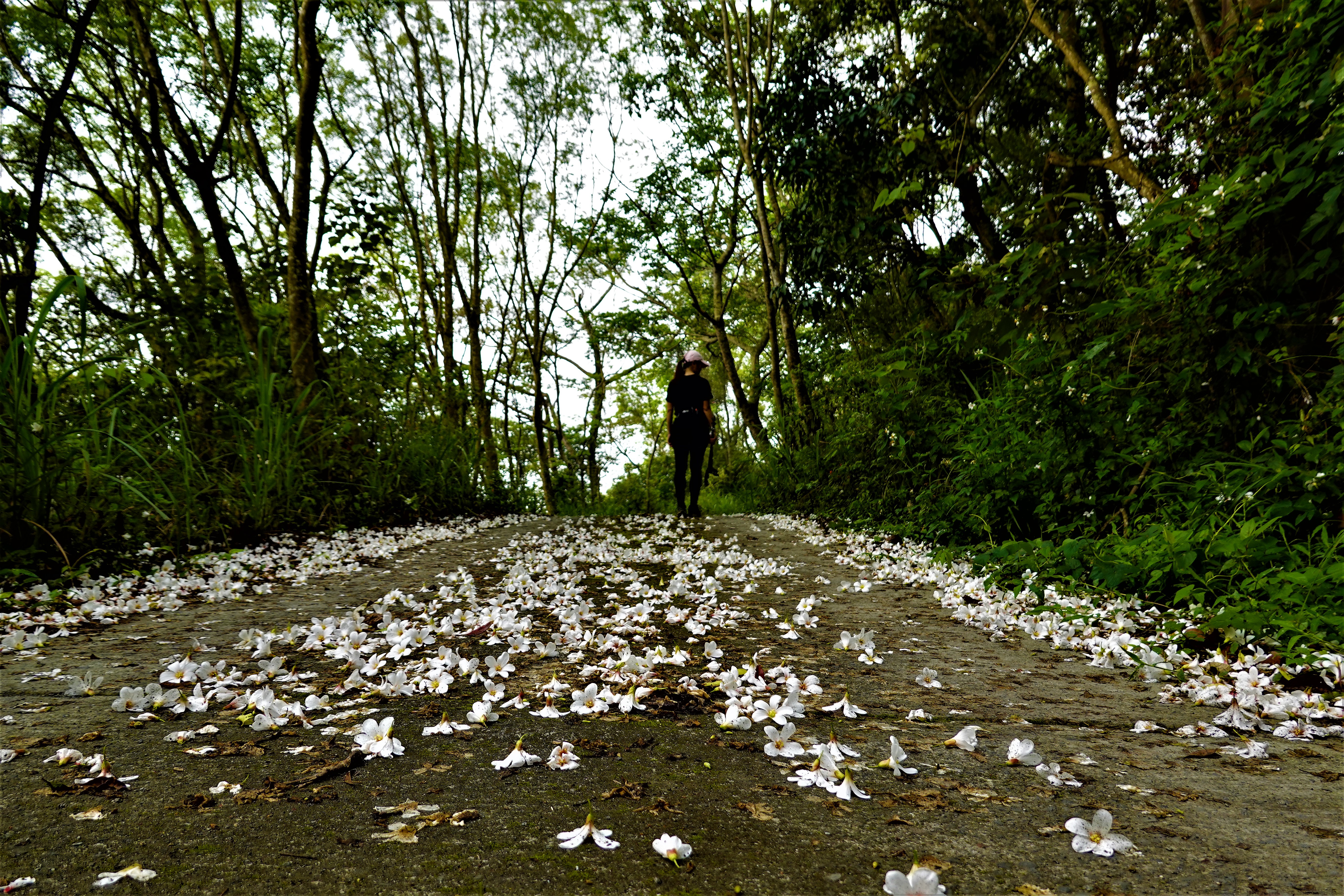 20220401@鳴海山(小百岳#71)