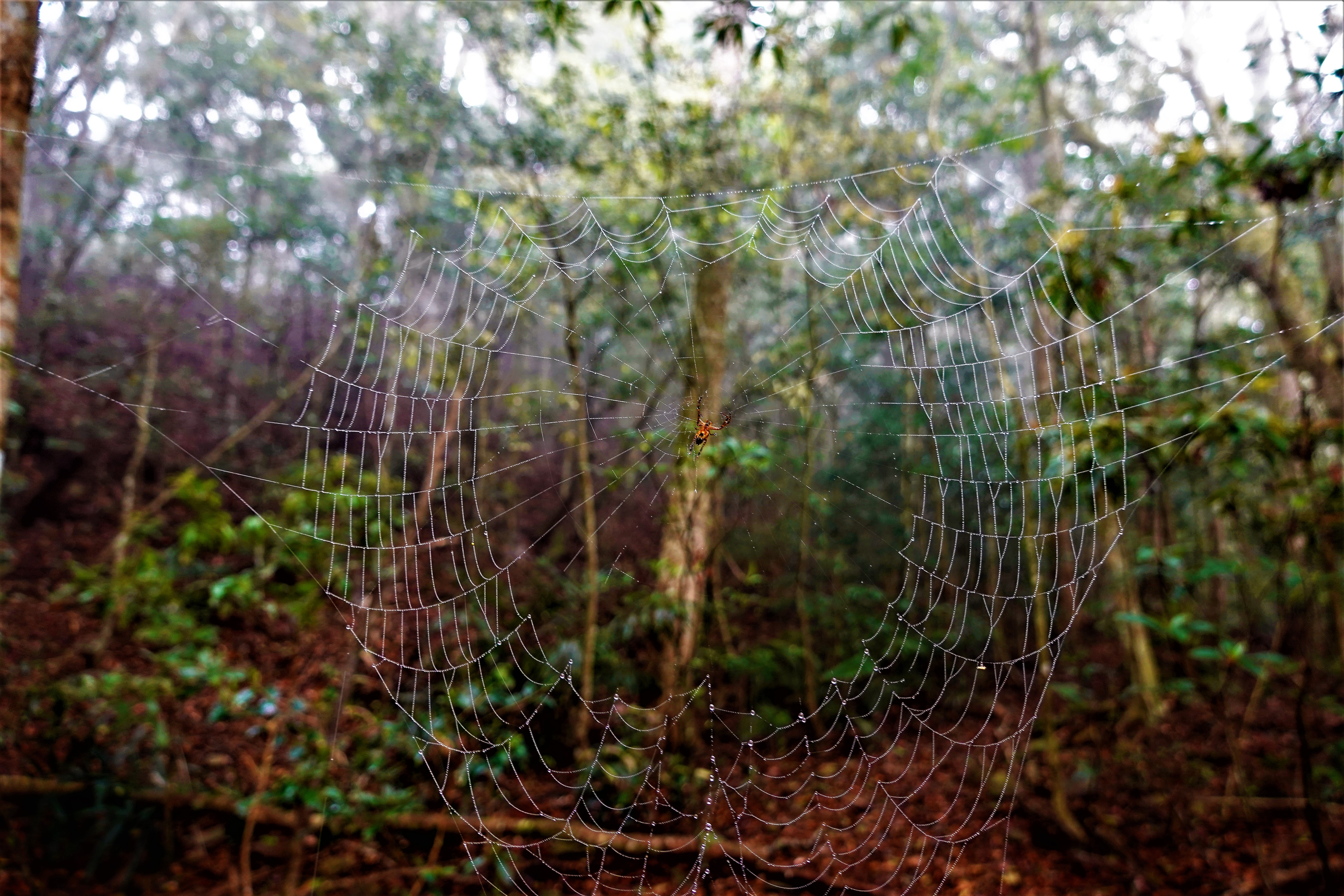 20220401@鳴海山(小百岳#71)