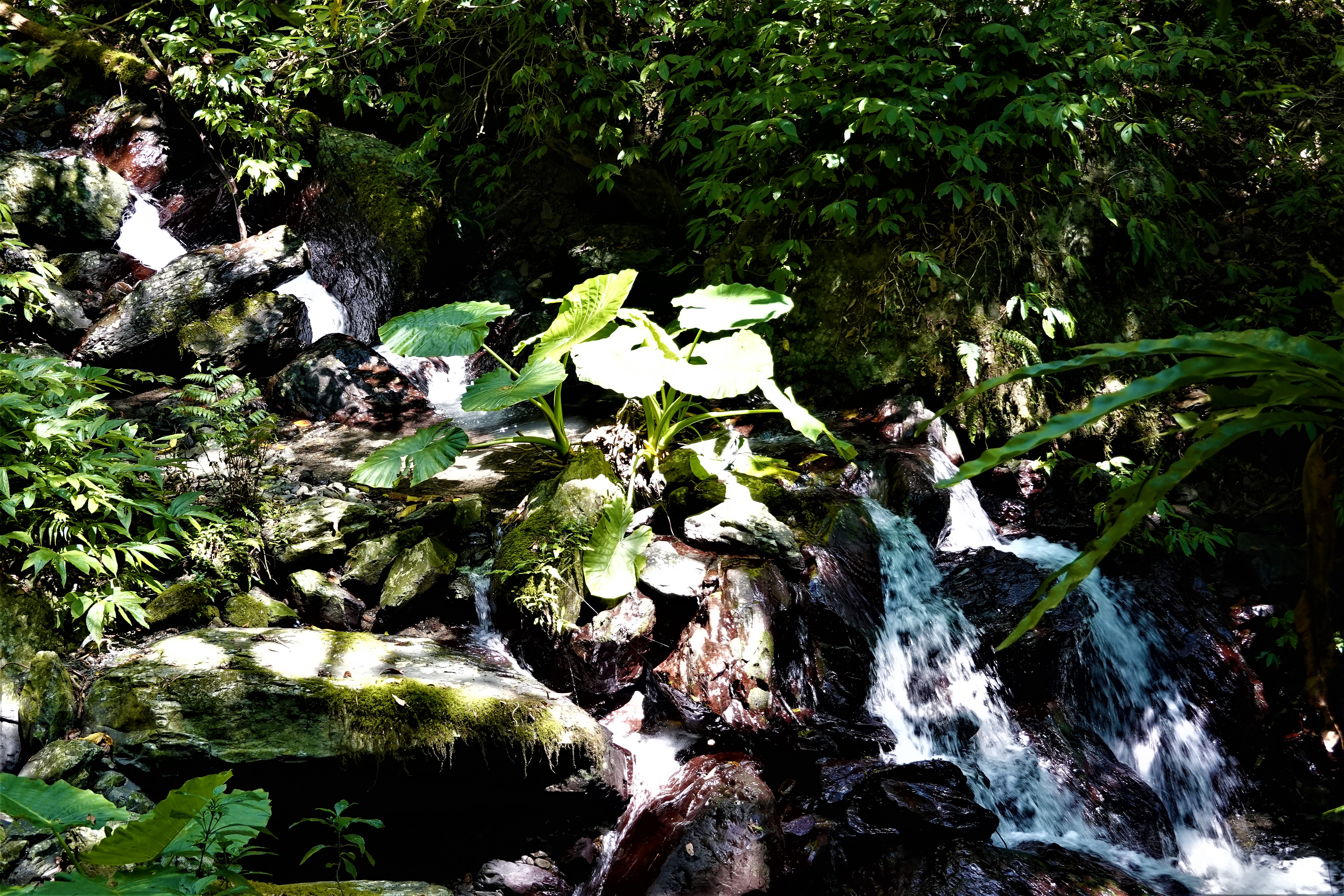 20221004@三角崙山(小百岳#083)