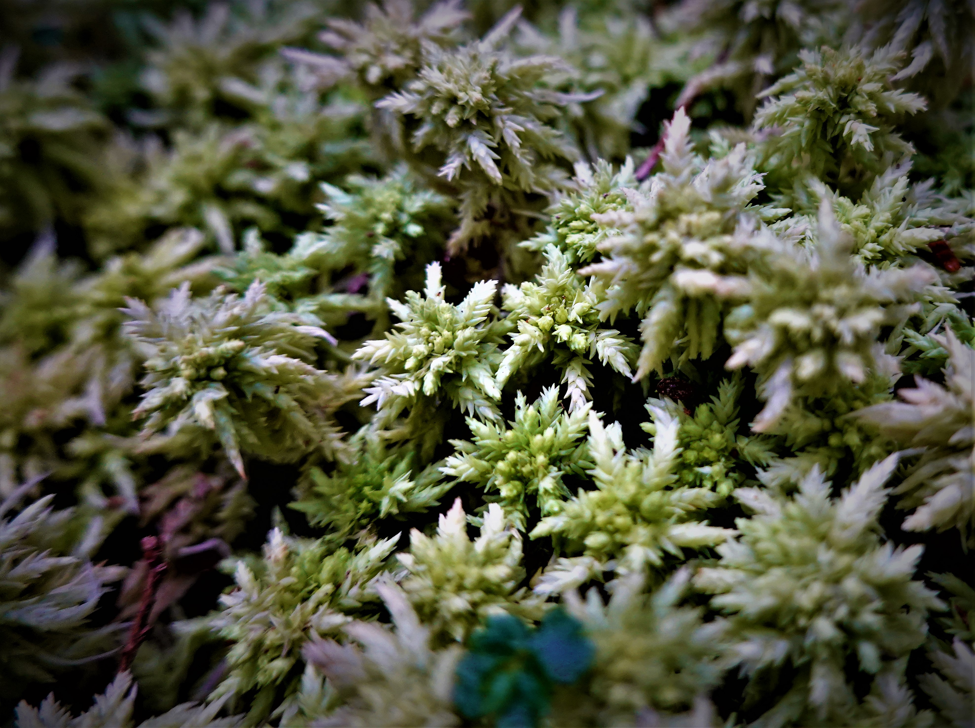 20221005@三星山(小百岳#085)：泥炭蘚