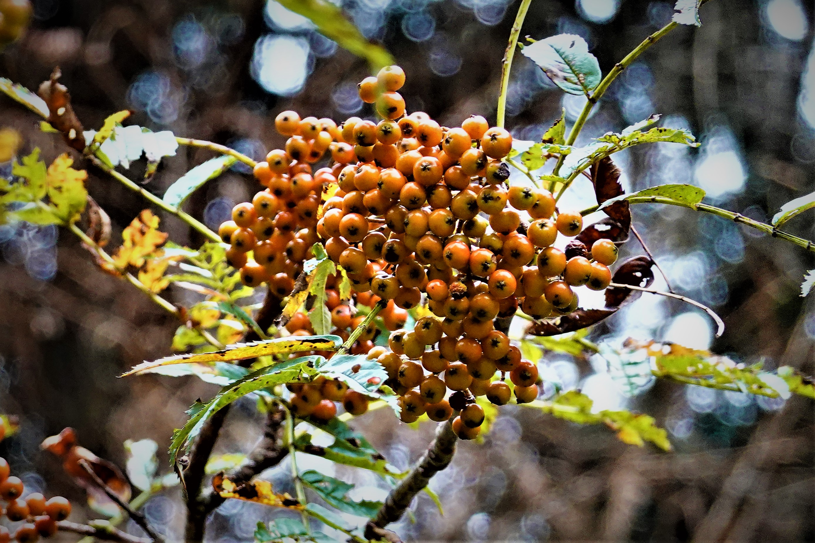 20221005@三星山(小百岳#085)：巒大花楸
