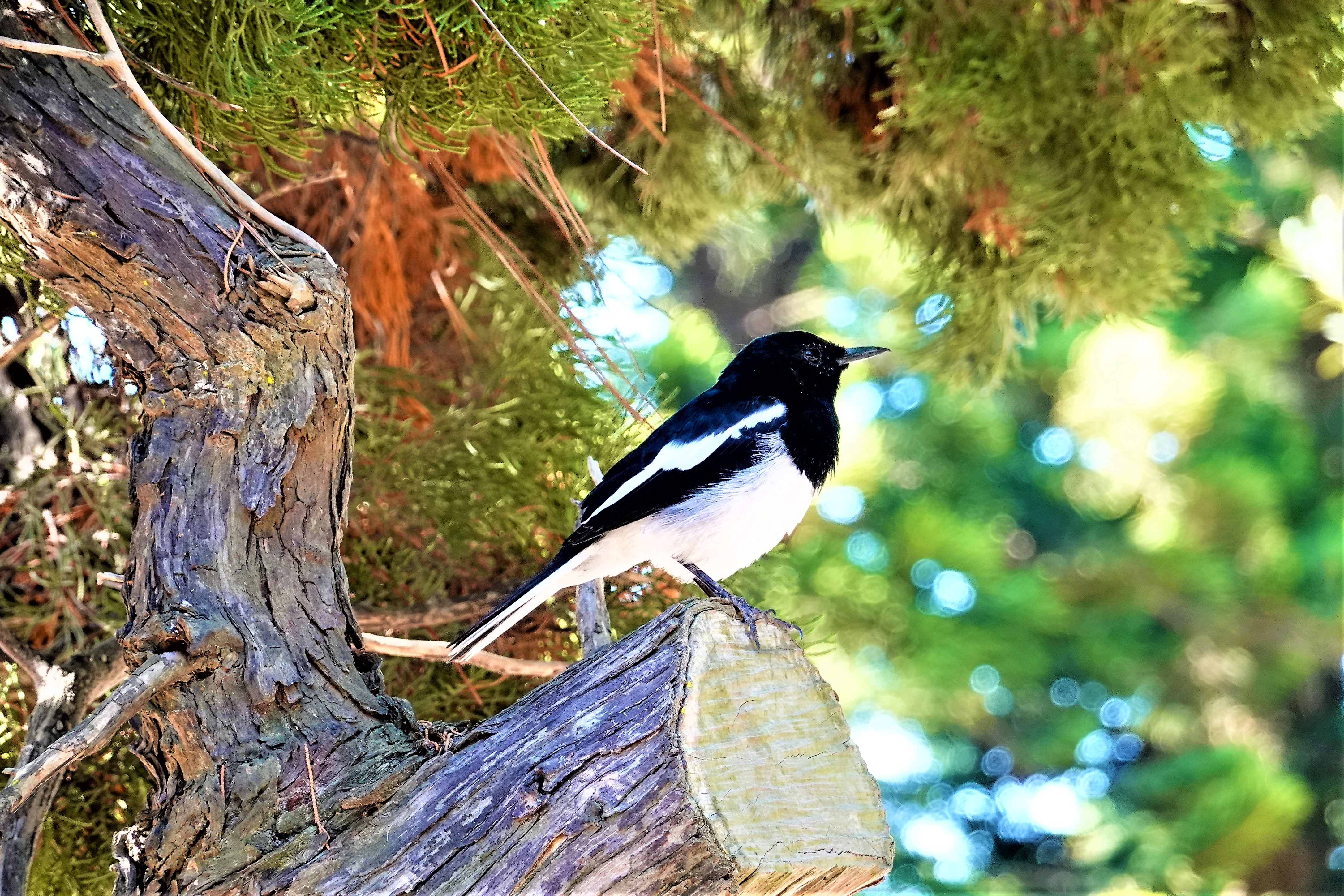 20221027@太武山(小百岳#099):喜鵲