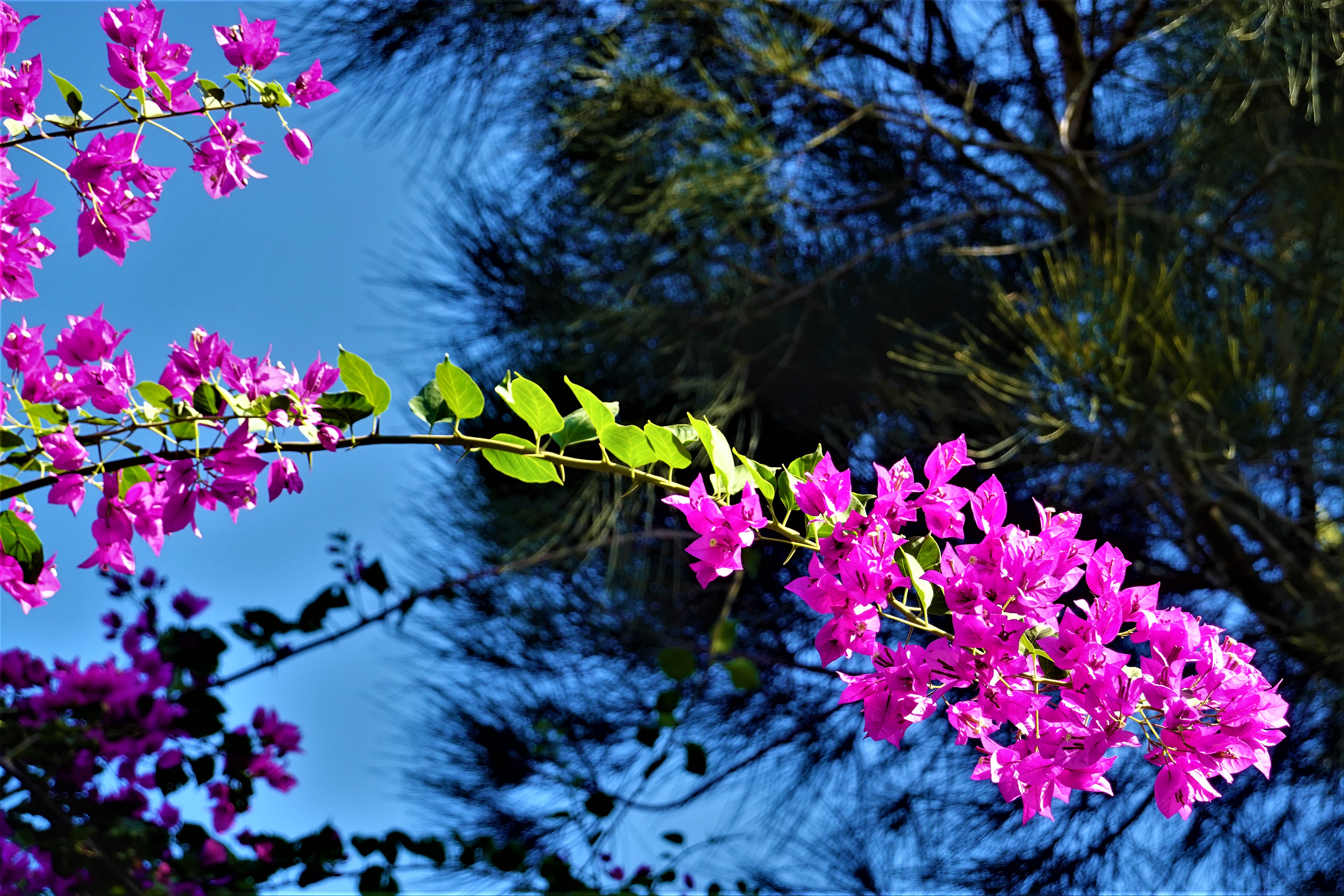 20221027@太武山(小百岳#099):九重葛