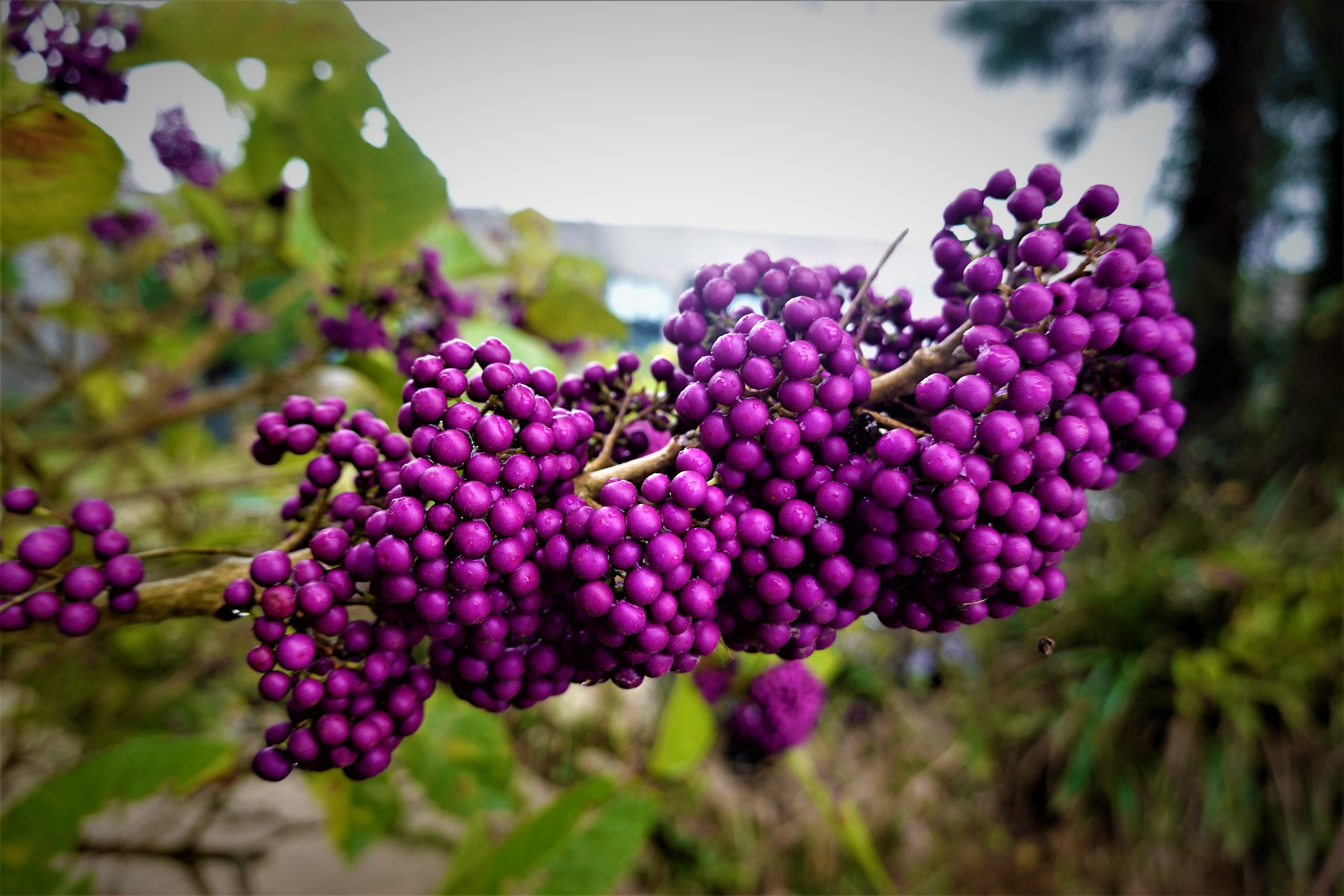 20221122@雲台山(小百岳#098):紫珠